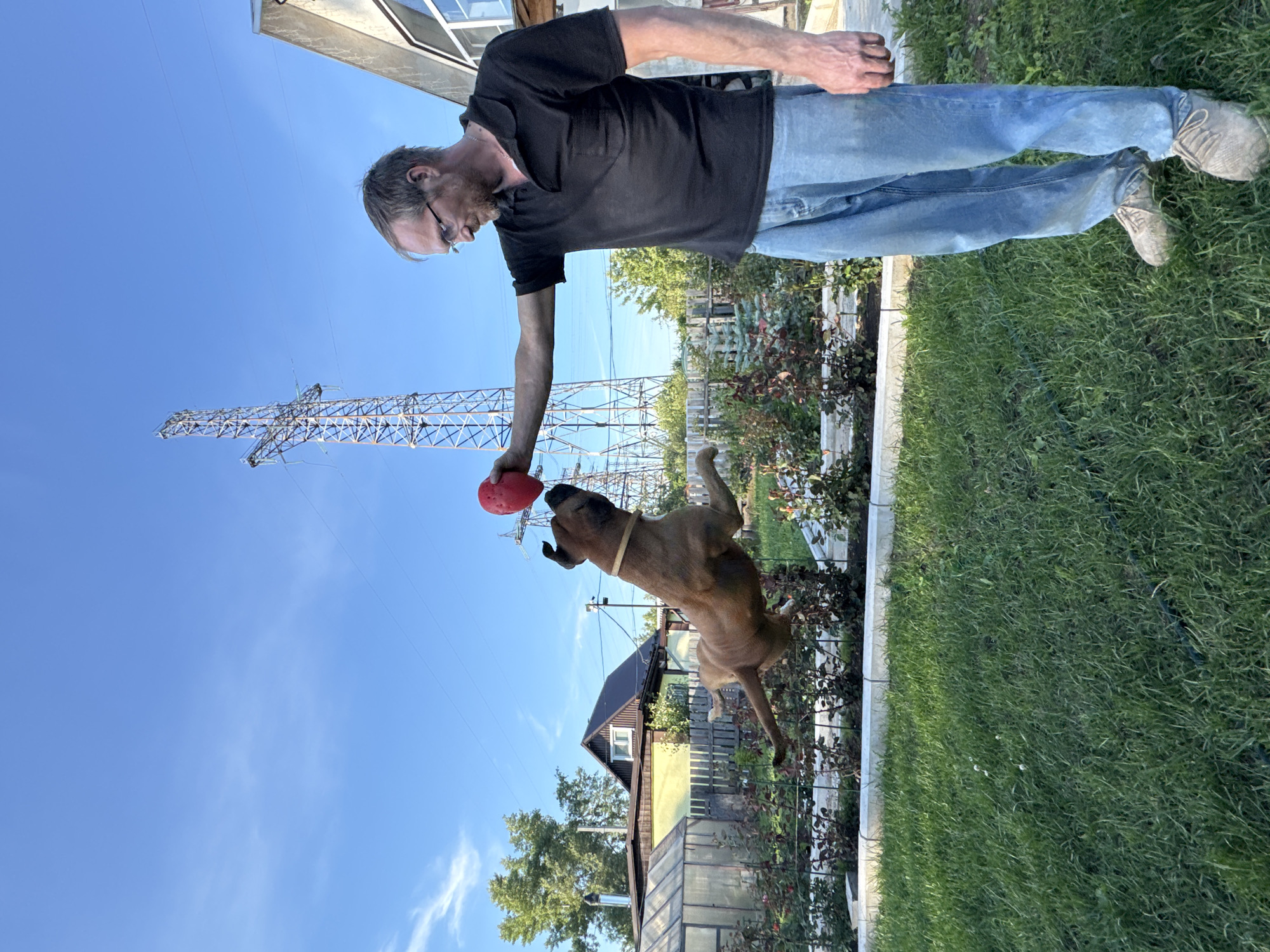 A man in a black polo shirt and blue jeans is playing fetch with a dog outdoors. The man is holding a red ball in his outstretched hand, and the dog, a large brown breed, is leaping to catch it. Both subjects are in mid-action, suggesting a dynamic and playful moment. The setting appears to be a backyard with a well-maintained lawn and some rose bushes. In the background, a tall metal tower, possibly a power pylon, and some houses are visible, indicating a semi-rural or suburban environment. The sky is clear and blue with a few wispy clouds, suggesting a sunny day. The lighting indicates it is daytime, likely mid-morning or afternoon. There is no visible text in the image. The overall mood is one of enjoyment and outdoor activity. The location is Chaikovsky, Russia.