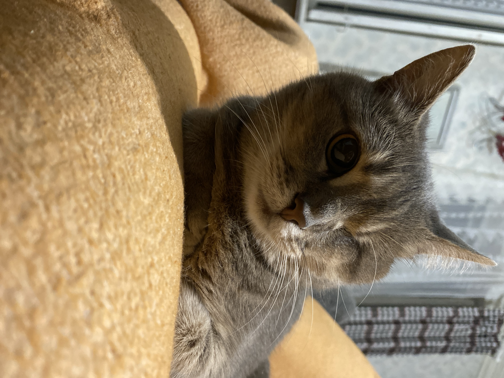 This is a close-up, low-angle photograph of a gray tabby cat. The cat is nestled into a textured, tan fabric surface, which takes up the left side of the frame. The cat's head is turned towards the right, with its right eye prominently visible. The eye is a dark amber color. The cat's fur is short and appears to be a mix of gray and brown stripes. Long, white whiskers extend from its muzzle. The cat's right ear is also visible, pointed upwards and slightly to the right.
In the background, there is a blurred out area with a white and gray checkered pattern, likely a blanket or rug. Behind that, a white horizontal element, possibly a windowsill or a radiator, is visible. The lighting suggests it is daytime, with sunlight casting a shadow on the cat's face and highlighting the texture of the tan fabric. The overall mood of the image is calm and intimate, focusing on the cat's gaze and comfortable position. There is no visible text in the image.