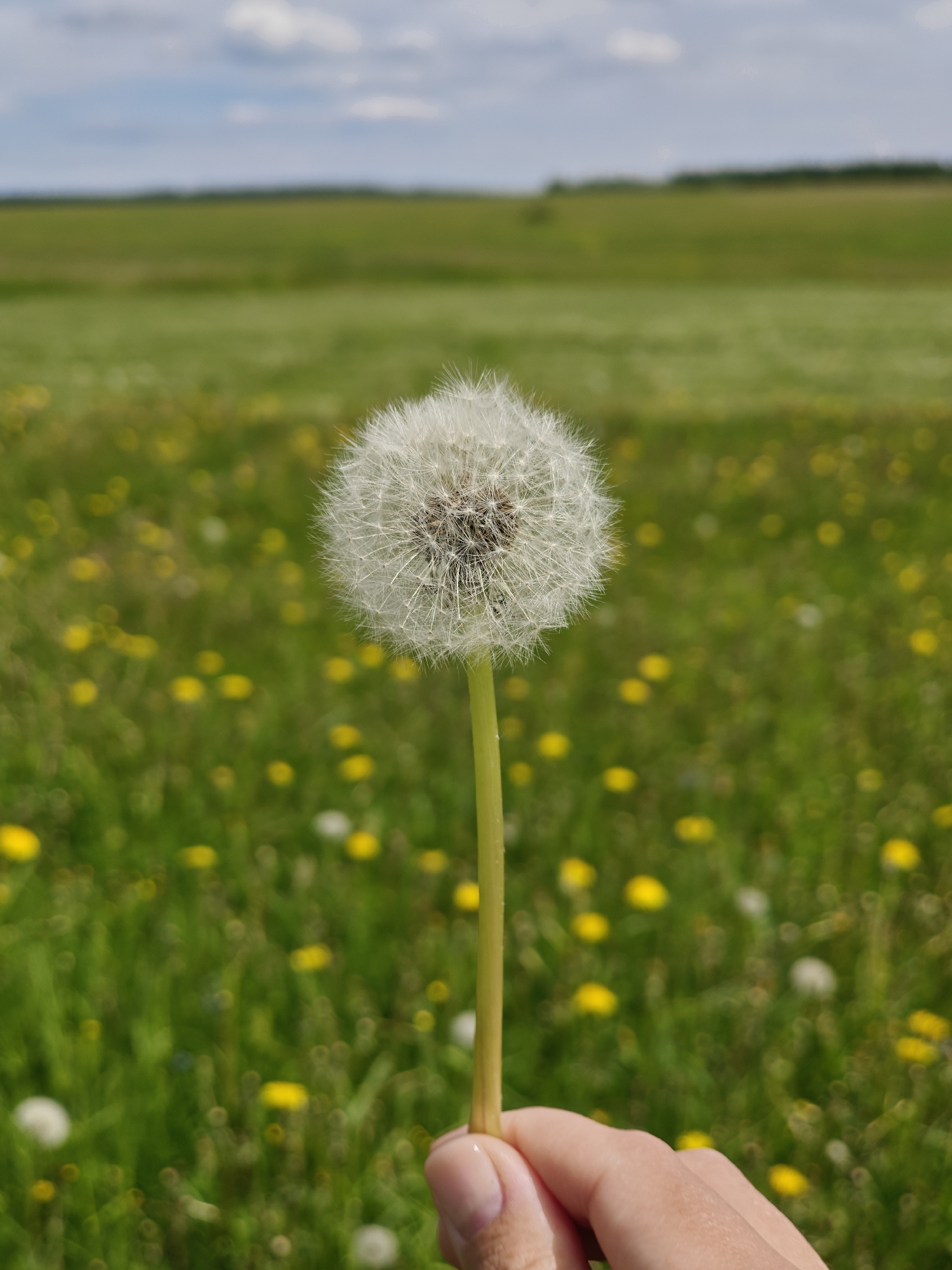 A close-up shot of a dandelion in seed, held in a hand, against a blurred background. The dandelion is in sharp focus, with a spherical shape of white, feathery seeds attached to the central core. The stem is thin and green. The hand is partially visible, holding the stem near its base. The background is a field of green grass with scattered yellow flowers, out of focus, suggesting depth of field. Further back is a horizon of trees and a sky with scattered clouds. Location: Unknown, Unknown.