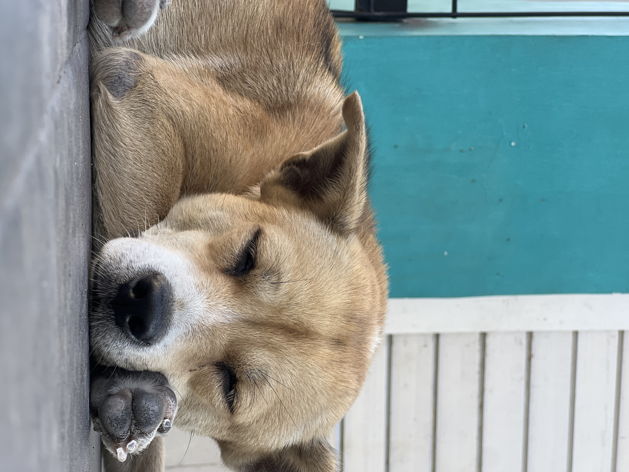 A light brown dog with dark patches on its fur is sleeping, with its head resting on its paw. The dog's eyes are closed, and its nose is black. It is lying on a flat, dark gray surface, which appears to be a patio or deck. In the background, there is a bright turquoise wall on the left and a white, slatted wall on the right. The scene suggests a relaxed and peaceful moment, likely in a residential outdoor area. The specific location in Sukawati, Indonesia, is suggested by the turquoise and white wall aesthetic commonly found in Indonesian architecture.