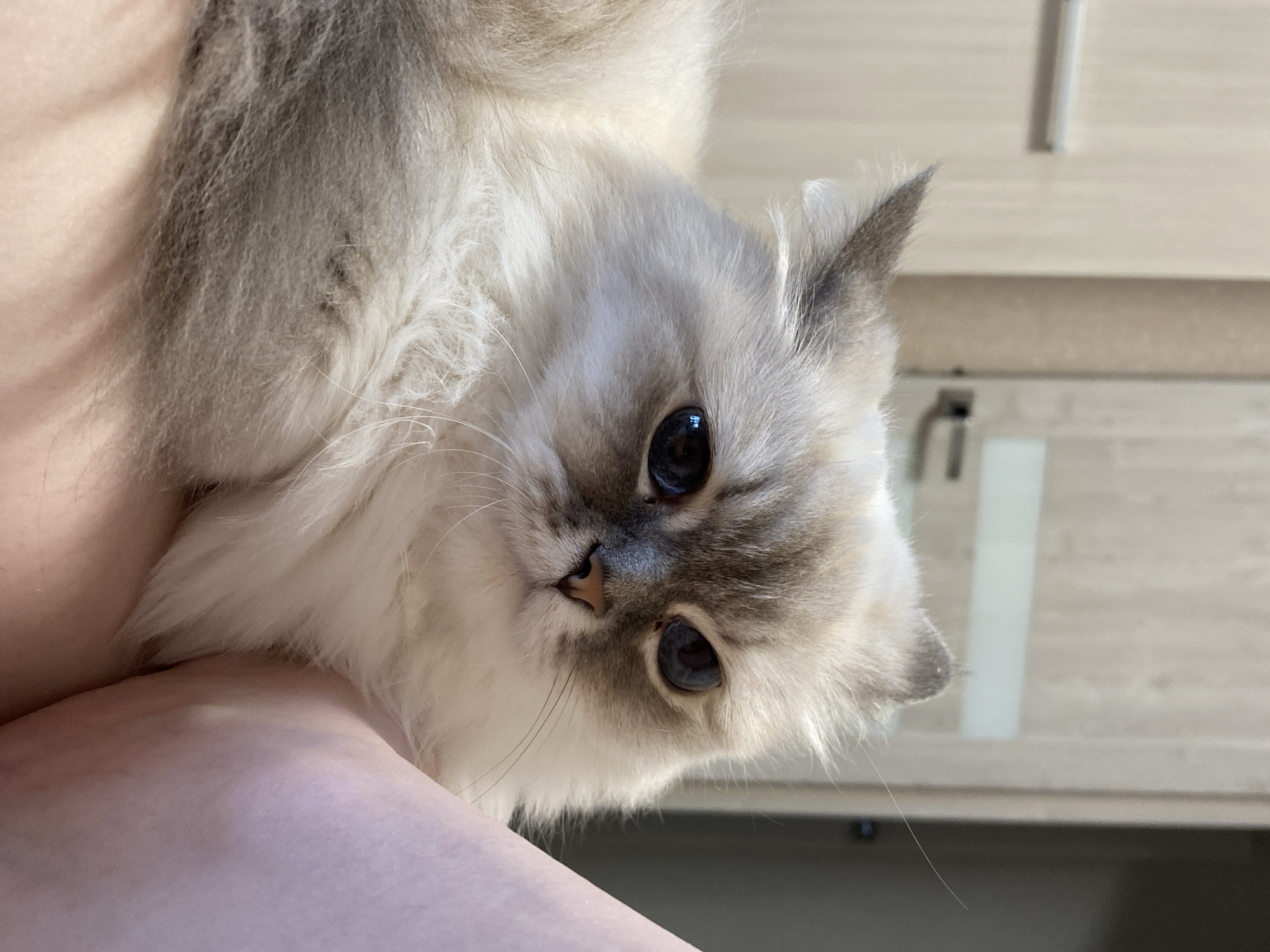 An extreme close-up shot features a fluffy cat with light-colored fur and dark blue eyes. The cat's head is turned slightly to the right, with its gaze directed forward. Its body is mostly out of frame, with only its shoulder and a portion of its leg visible, resting against an indistinct, pale pink surface, likely a person's leg. The background consists of a blurry interior with light-colored walls and what appears to be a doorway with a handle. The lighting is soft and natural, creating a gentle ambiance. The image's location in Chaikovsky, Russia, is not visually discernible from the provided details.