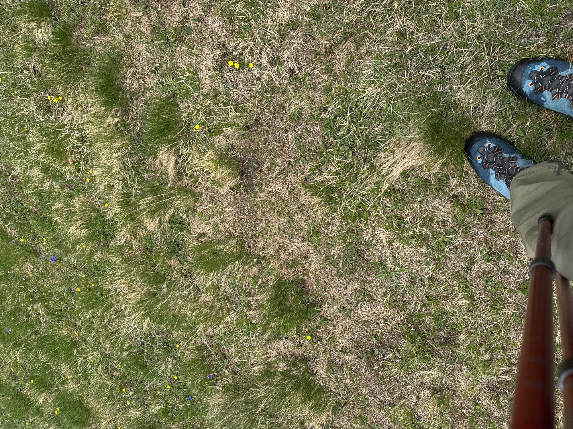A first-person perspective shot shows the feet of a person wearing hiking boots and walking pants, along with a trekking pole, standing on a grassy field. The field is a mix of green and dry grass, with scattered small yellow and purple wildflowers. The scene appears to be outdoors, possibly in a mountainous region, given the presence of hiking gear and the natural terrain. The lighting suggests it is daytime, with sunlight casting some shadows on the grass. The image does not contain enough detail to definitively place the location within Leukerbad, Switzerland.