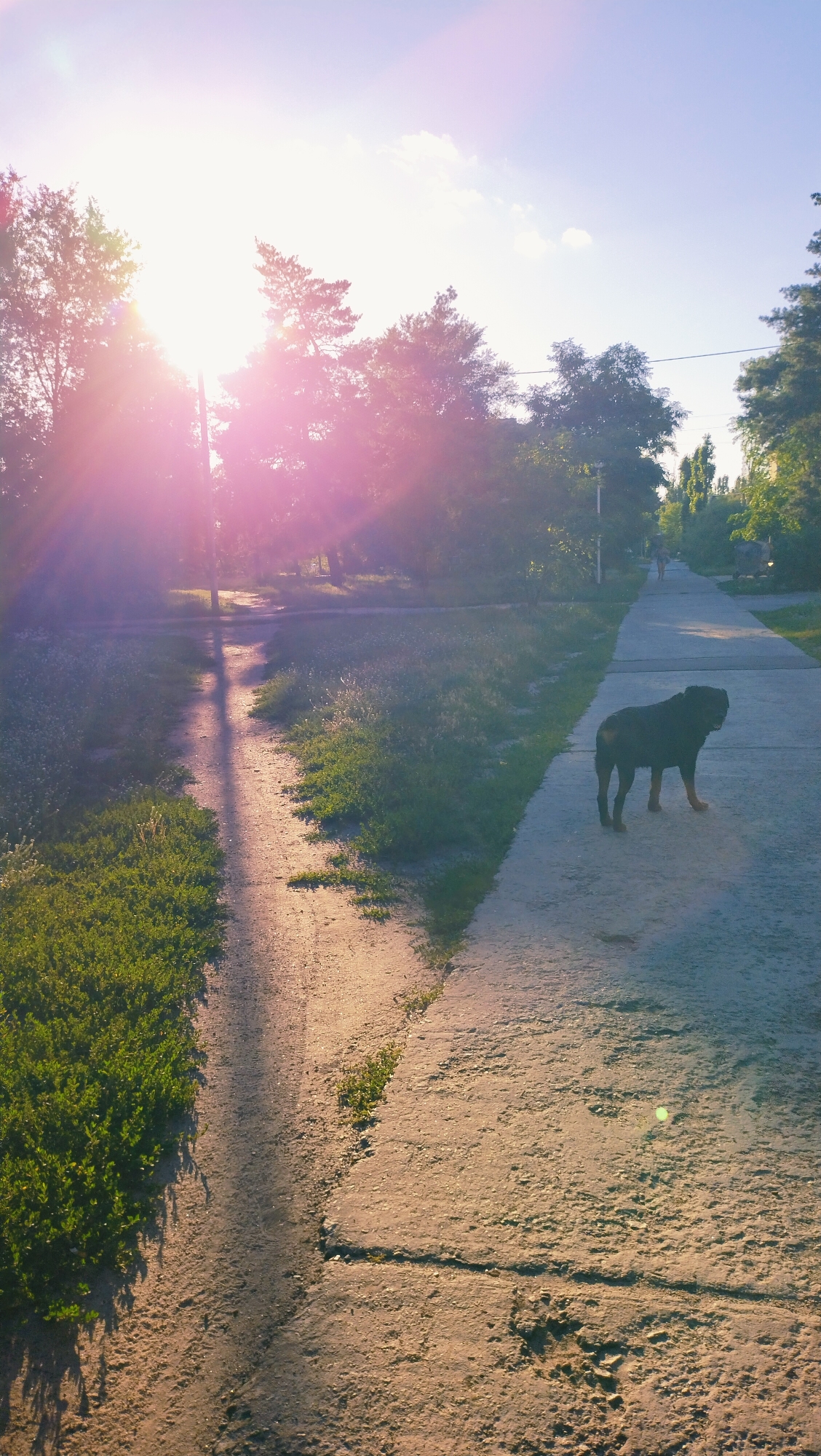 The image depicts a scene in Horishni Plavni, Ukraine, characterized by a concrete walkway and a dirt path running parallel to each other. The sun is low in the sky, casting long shadows and creating a bright lens flare in the upper left portion of the frame. Lush green vegetation borders both paths. On the concrete walkway, a dark-colored dog, likely a Rottweiler, stands facing away from the camera and towards the right side of the frame. In the distance, along the walkway, a person is walking away from the camera. Trees line the sides of the walkway and path, some appearing to be deciduous and others coniferous. The sky above is clear blue with a few scattered clouds. The overall impression is of a quiet, sun-drenched afternoon in a park or residential area.