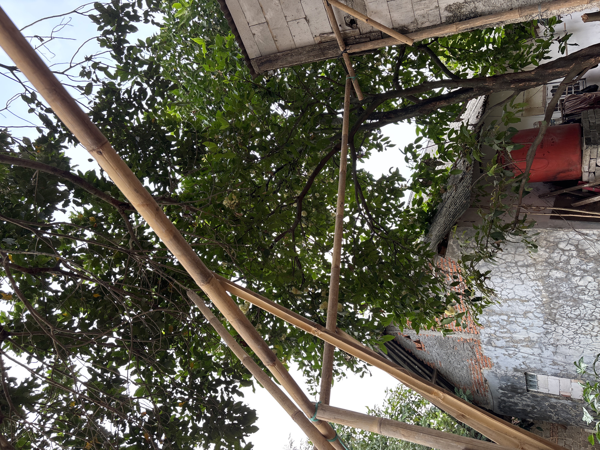 A low-angle shot captures an outdoor scene in Taman Rahayu, Indonesia, dominated by a large, leafy green tree. Bamboo scaffolding is constructed in the foreground, with several poles angled across the frame, supporting an unseen structure. In the background, a modest, weathered building is visible. The building's wall is made of rough concrete with visible cracks, and portions of exposed brickwork are present, particularly around the gabled roof. A small, rectangular window is set into the wall. To the right of the building, another section of a wall constructed from white cinder blocks is visible, with more bamboo supports attached. A large, bright red water tank rests on a stack of bricks to the left of the building, partially obscured by branches. The sky is overcast.