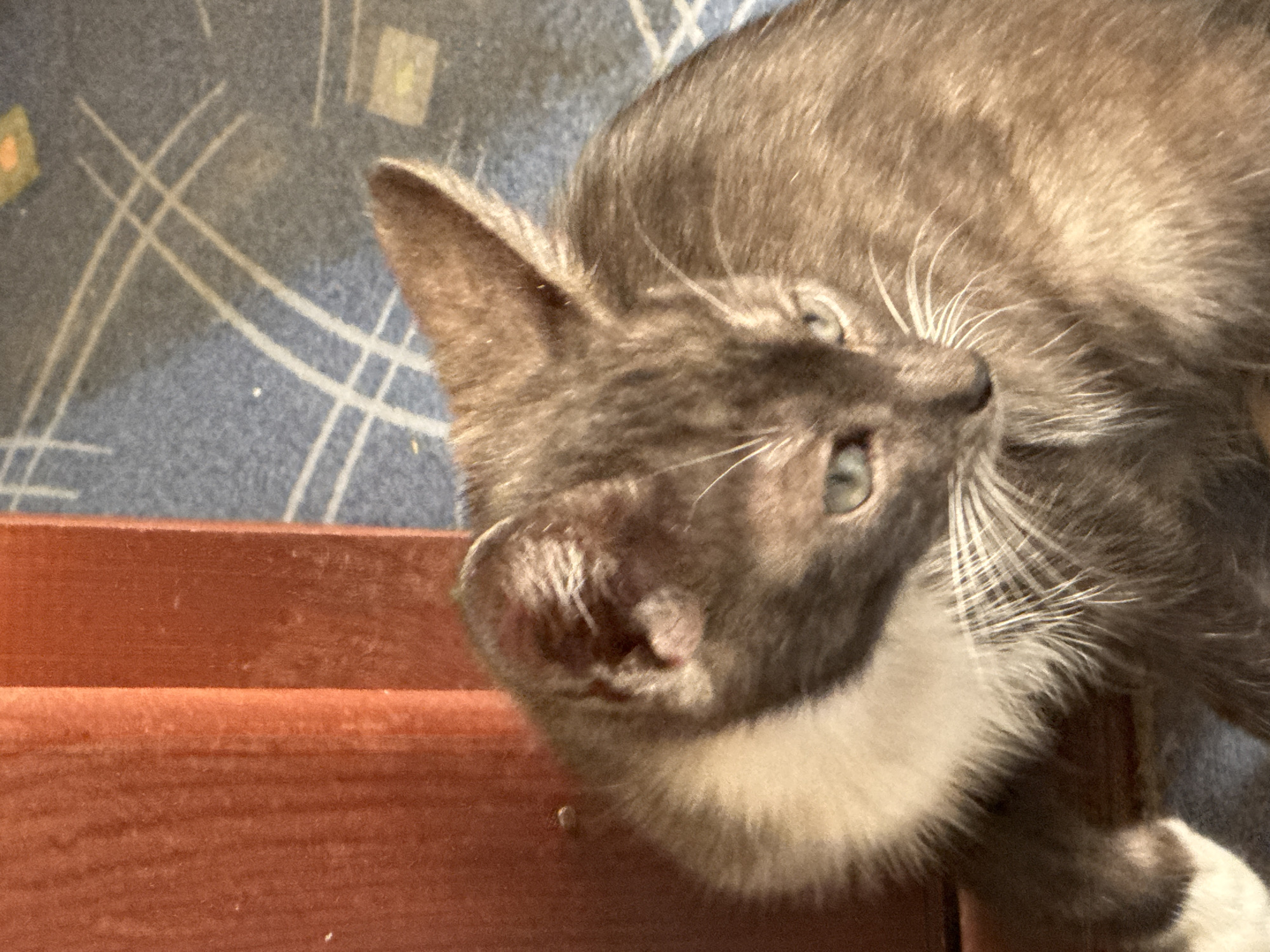 A close-up, eye-level shot shows a grey kitten with green eyes and white whiskers, resting indoors on a patterned rug. The kitten is positioned in the lower right quadrant of the frame, with its head slightly tilted and turned to the left, appearing to be looking down. Its ears are erect, and its fur is a mix of grey and lighter shades around its neck and chest. A reddish-orange vertical object, possibly a piece of furniture or a door frame, occupies the left side of the image, partially obscuring the kitten. The background consists of a blue and grey patterned rug with faint white lines and small square shapes. The lighting suggests it is daytime, with sunlight casting shadows and highlighting the kitten's fur. No people are visible in the image.