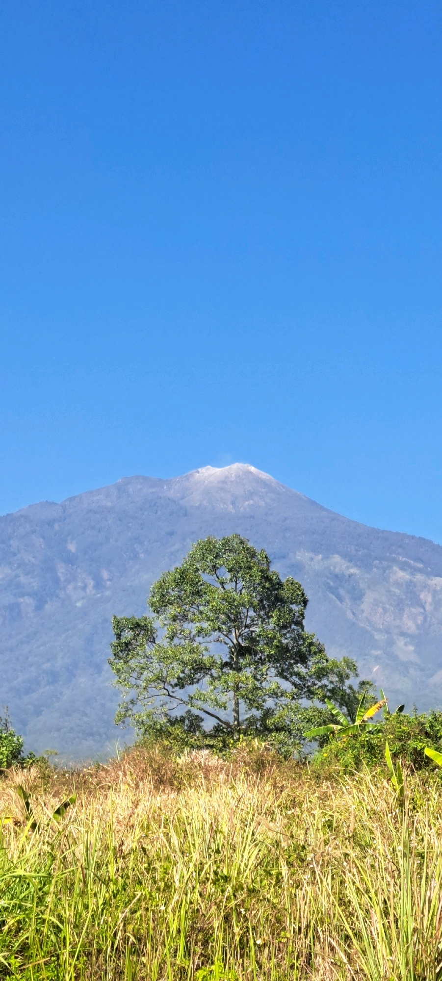 An upward-facing, vertical shot captures a serene landscape dominated by a majestic, snow-capped mountain under a clear, vibrant blue sky. In the foreground, tall, golden-green grasses sway gently, interspersed with patches of verdant vegetation. A solitary, leafy green tree stands proudly in the middle ground, its branches reaching outwards, adding a touch of life to the scene. The mountain, a hazy blue in the distance, exhibits a dusting of white snow on its summit, hinting at its considerable altitude. The overall impression is one of natural beauty and tranquility. The image is taken in Sekarjoho, Indonesia.