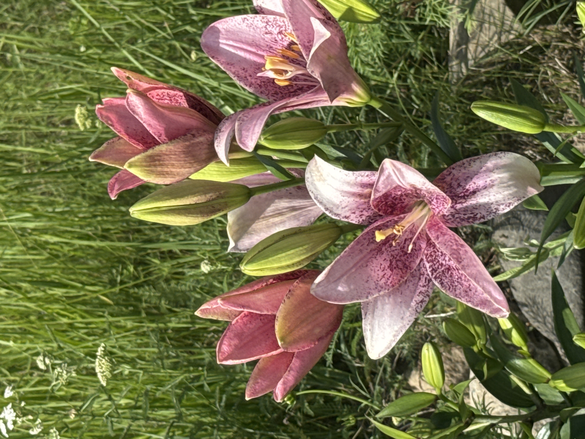 The image shows a close-up of several pink lilies and buds in a garden setting. The flowers are primarily pink with dark speckles on their petals, and some are fully bloomed while others are still in bud. They are surrounded by lush green grass and a few small white flowers in the background. Stones are visible at the bottom of the frame. The lighting suggests it is daytime, likely sunny. There are no people or animals in the image. The scene depicts a natural, outdoor environment, consistent with a garden. Based on the provided information, this image is located in Komsomolsk-on-Amur, Russia.