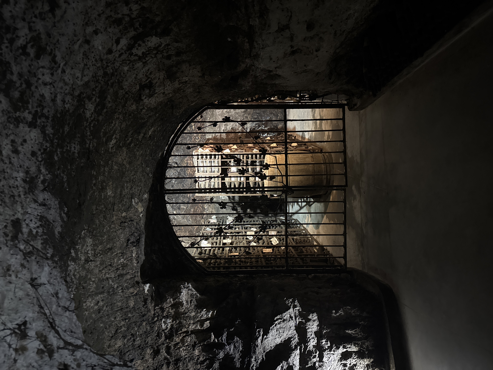 The image displays an interior view of a subterranean wine cellar or cave, located in Harsovo, Bulgaria. The perspective is directed down a dimly lit, arched stone passage towards a dark, ornate metal gate.
The foreground passage features rugged, dark grey and brown stone walls and a vaulted ceiling. The left wall exhibits strong textural details under direct illumination, while the right wall and upper ceiling recede into shadow. The floor is a smooth, light grey concrete surface.
The central feature is an arched metal gate, constructed of vertical bars with integrated decorative wrought-iron elements resembling grapevines and leaves. This gate secures access to the interior of the cellar.
Beyond the gate, the cellar is more brightly illuminated. Multiple wooden or metal wine racks are visible, densely packed with numerous horizontal wine bottles, many of which bear small, light-colored labels or tags. A large, upright wooden barrel stands on the concrete floor just inside the gate on the right. The walls and ceiling of the cellar interior are also constructed from rough stone, consistent with the passage. No individuals are present in the scene.