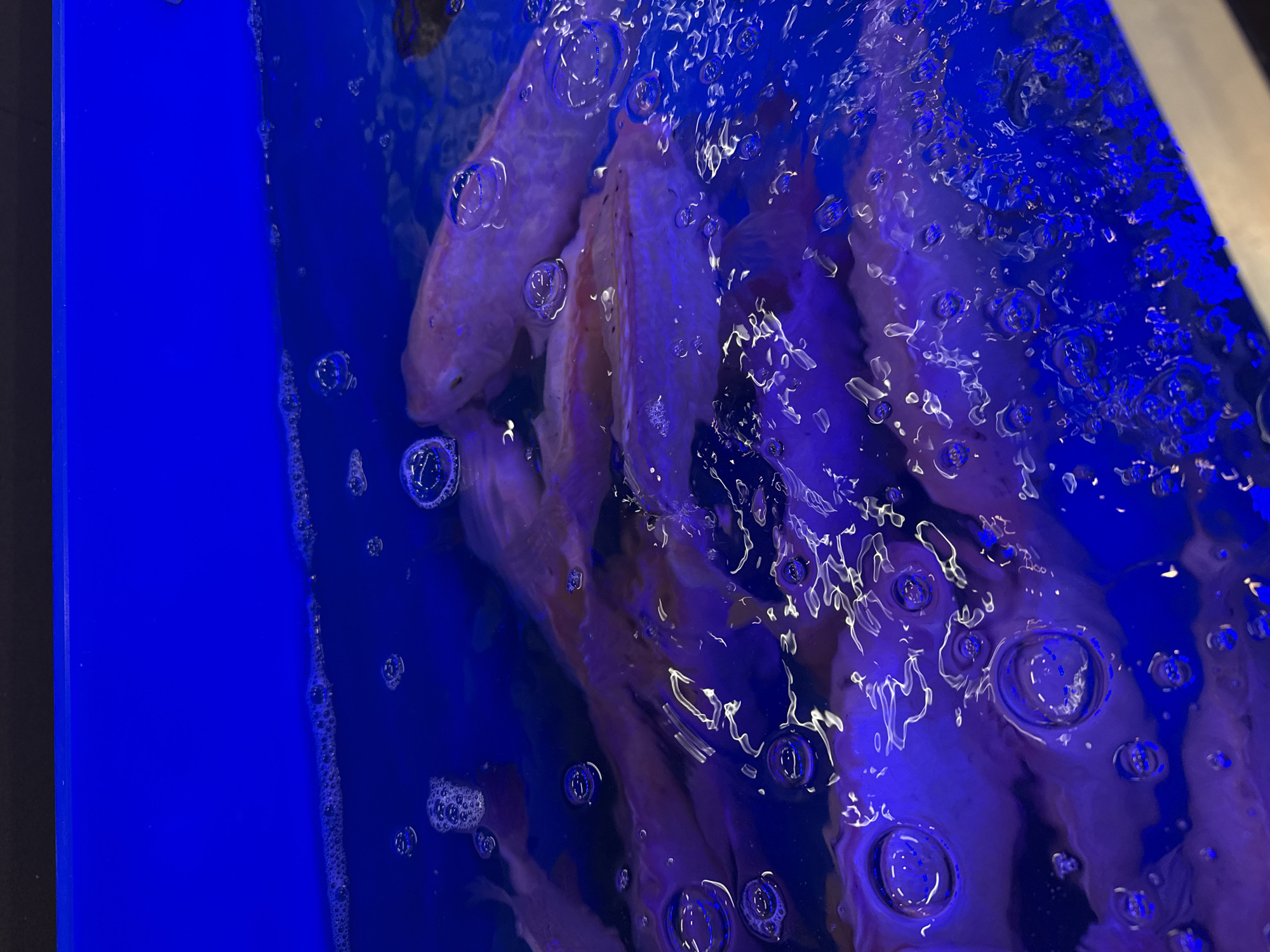 The image shows fish in a blue-walled tank, possibly at a market or restaurant in Tay Nha Trang Ward, Vietnam. The fish are submerged in water filled with bubbles. The scene is lit with a blue hue. The tank is likely made of plastic.