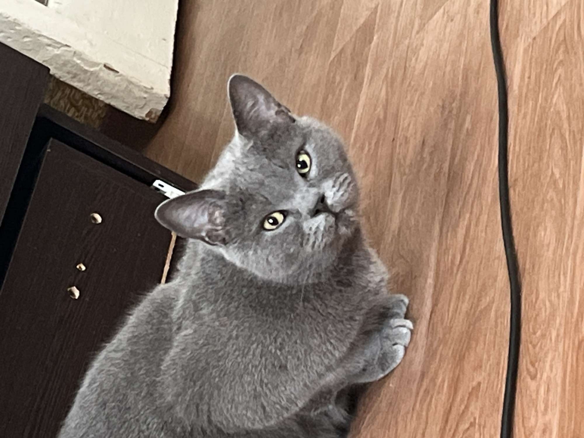 A grey cat is crouched on a wooden floor next to a dark brown cabinet and a white object. The cat is looking towards the camera with wide, yellow eyes. There is a black cord running across the floor in the foreground. The scene is indoors, possibly in a residential setting in Belyye Berega, Russia.
