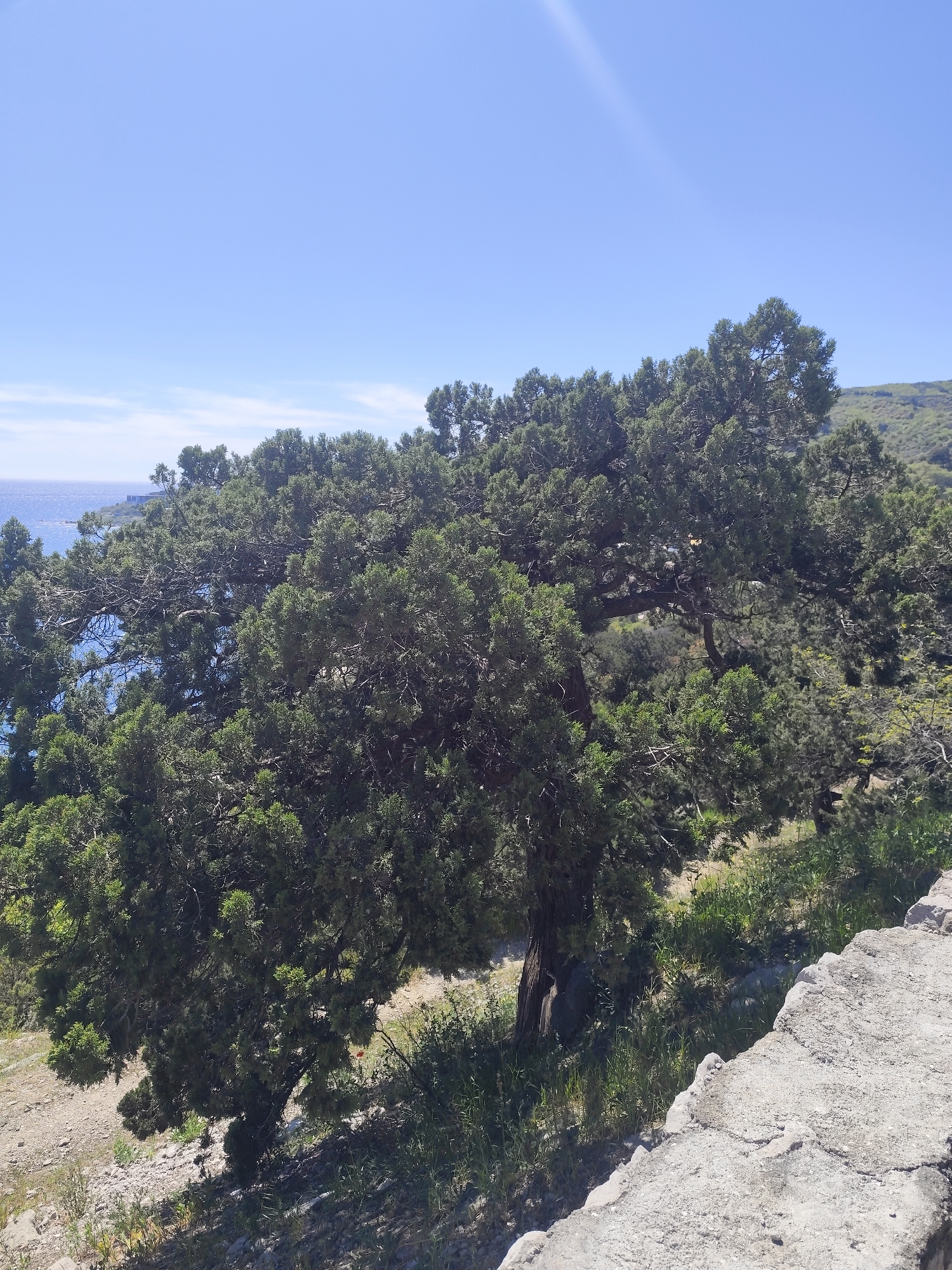 The image shows a large, bushy tree with dense green foliage. In the background, the blue of the sea is visible, with a coastline or landmass partially obscured by the tree. The sky is a clear, light blue. The tree is positioned on a slope or elevated area, as indicated by the lower ground and some sparse vegetation at its base. A concrete or stone structure is in the foreground, possibly a retaining wall or part of a pathway. The location is city of Unknown, Unknown.