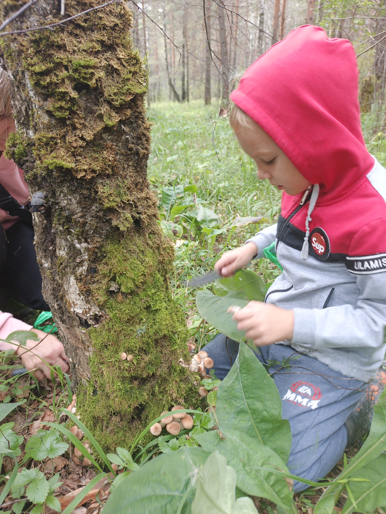 In Medvedyovka, Russia, a young boy wearing a red hooded jacket and grey sweatpants is kneeling on the ground in a forest. He is looking down at a large green leaf he holds in his left hand, and his right hand is holding a knife, appearing to cut something on the leaf. Beside him, a moss-covered tree trunk is visible, with several small brown mushrooms growing at its base. The ground is covered in grass, leaves, and more mushrooms. In the background, tall pine trees of a forest are visible. A person's arm wearing a pink sleeve and black fabric is visible to the left of the frame, also appearing to be reaching towards the tree trunk.