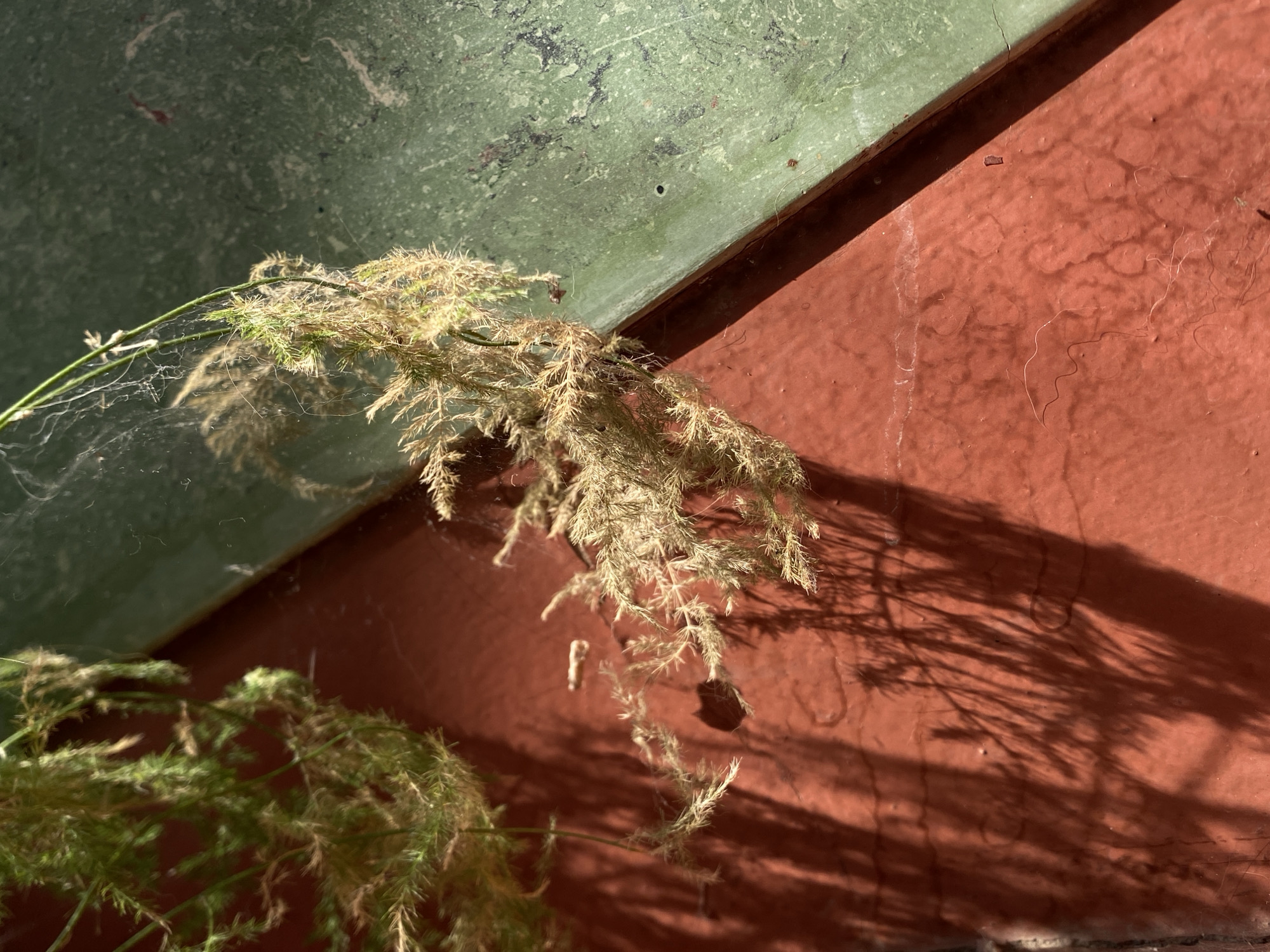 In Belgrade, Serbia, a close-up shot captures a plant with fine, feathery fronds, some appearing dry and golden-brown, while others are a vibrant green. The plant is draped over the angled junction of two textured surfaces: a muted, speckled green surface above, and a rust-colored surface below. Delicate spiderwebs are visible, clinging to the plant and the green surface. The rust-colored surface exhibits a rough, somewhat uneven texture, with faint circular patterns and visible cracks. Sunlight casts distinct shadows of the plant's foliage onto the rust-colored surface, creating an intricate, lacy pattern. In the lower left corner, more of the green plant is visible. The overall impression is one of natural elements interacting with a weathered urban backdrop, bathed in strong sunlight.