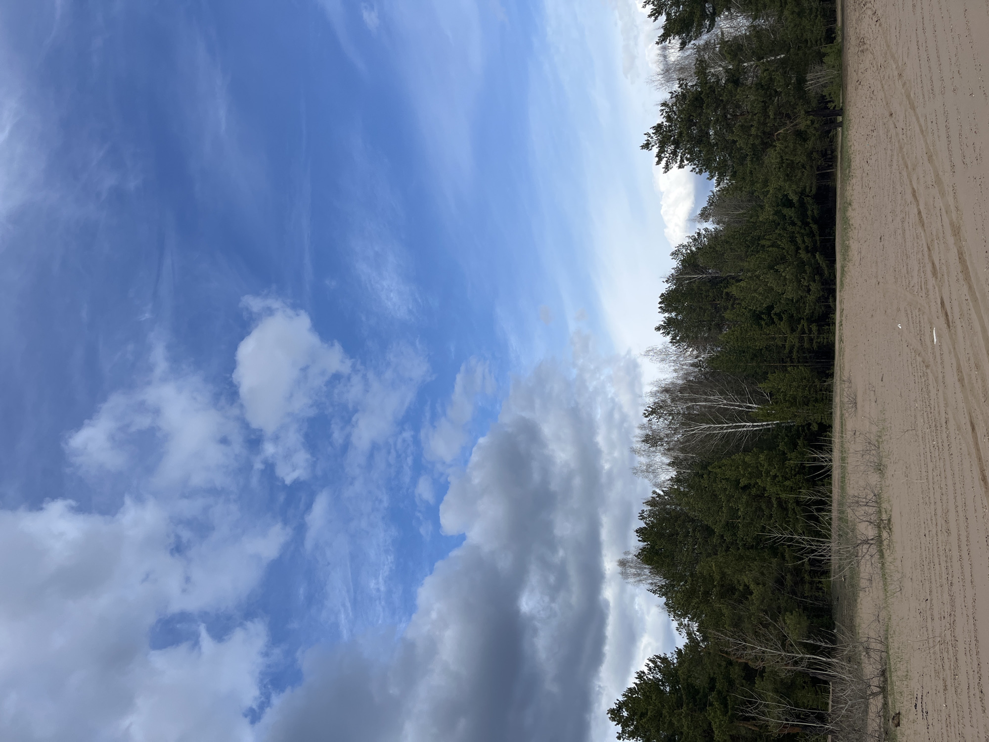 The image captures a broad natural landscape, likely on the outskirts of Noviy, Russia. The scene is dominated by a vast sky above a forest line and an expanse of sandy ground.
The upper two-thirds of the image showcase a dynamic sky. Patches of clear, bright blue sky are visible, especially towards the upper left, adorned with delicate, wispy white clouds. Below this, and extending across the middle, are more substantial white cumulus clouds, with a prominent formation of darker, grey clouds gathering towards the lower center and right, suggesting varied weather conditions.
A dense line of trees forms the horizon across the middle of the frame. This forest is predominantly composed of dark green coniferous trees, likely pines, with some taller, bare deciduous trees, possibly birches, interspersed among them, particularly visible towards the center-right.
To the right of the forest, the lower third of the image features an open area of light brown, sandy or dirt ground. Subtle linear patterns or tracks are visible on this surface, running parallel to the forest edge, suggesting a path or an area of past activity.
The time of day appears to be daytime, with ample light illuminating the scene. No specific activities or events are taking place, and no people or visible text are present. The overall impression is one of natural tranquility under a mixed sky.