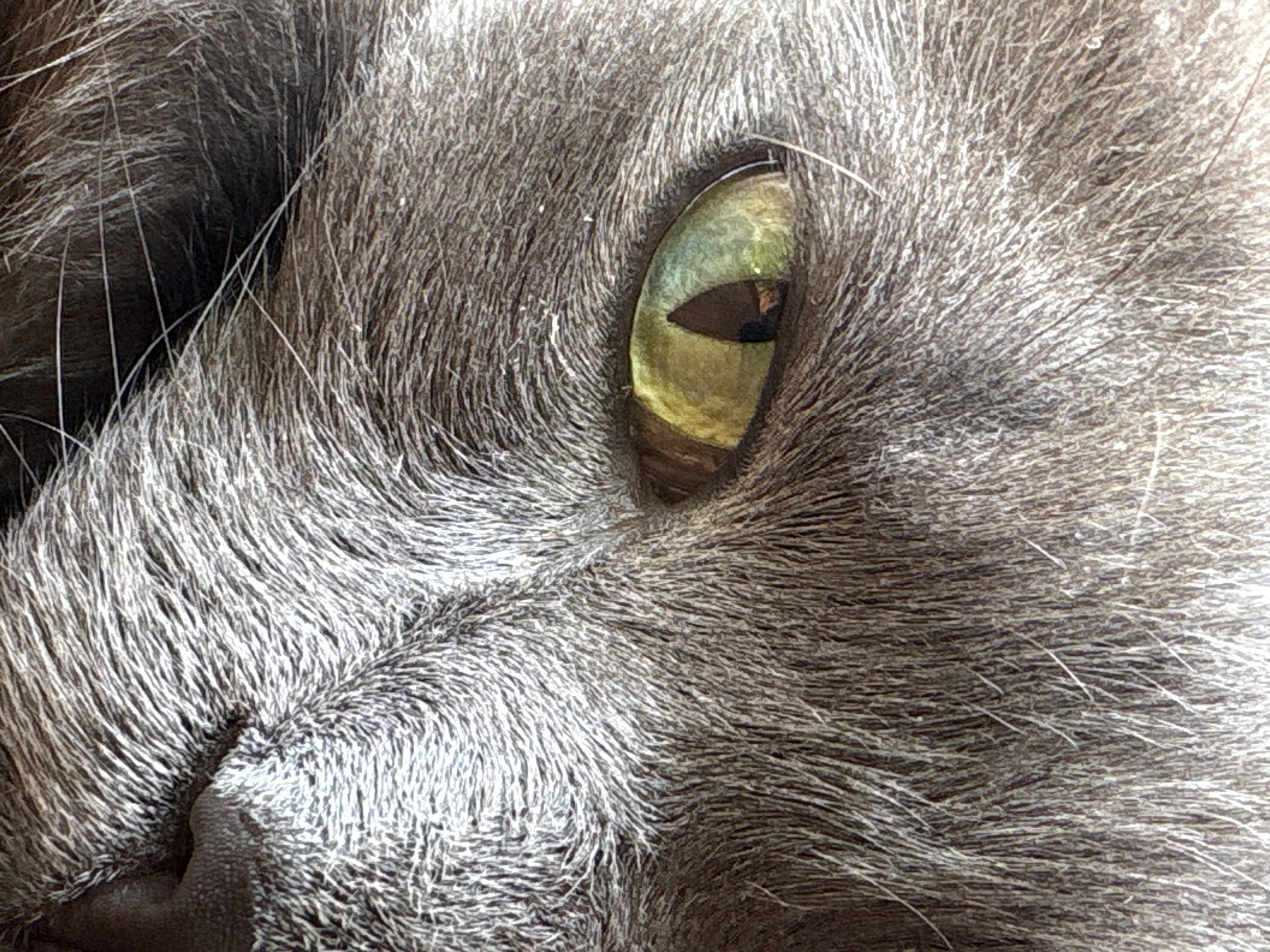 A close-up, eye-level, outdoor, natural light photograph focuses on the left eye and partial face of a grey cat. The cat's fur is dense and appears soft, with individual hairs visible. The eye is a striking yellow-green, with a vertically slit pupil. A reflection of what appears to be a window or light source is visible within the pupil. The fur around the eye transitions from a darker grey on the upper eyelid to lighter grey, almost silvery, fur on the cheek and lower face. The bridge of the cat's nose, a darker pinkish-brown, is partially visible on the right side of the frame. No other subjects, objects, or environmental details are discernible within the frame. The scene is not identifiable to any specific location in Almaty, Kazakhstan.