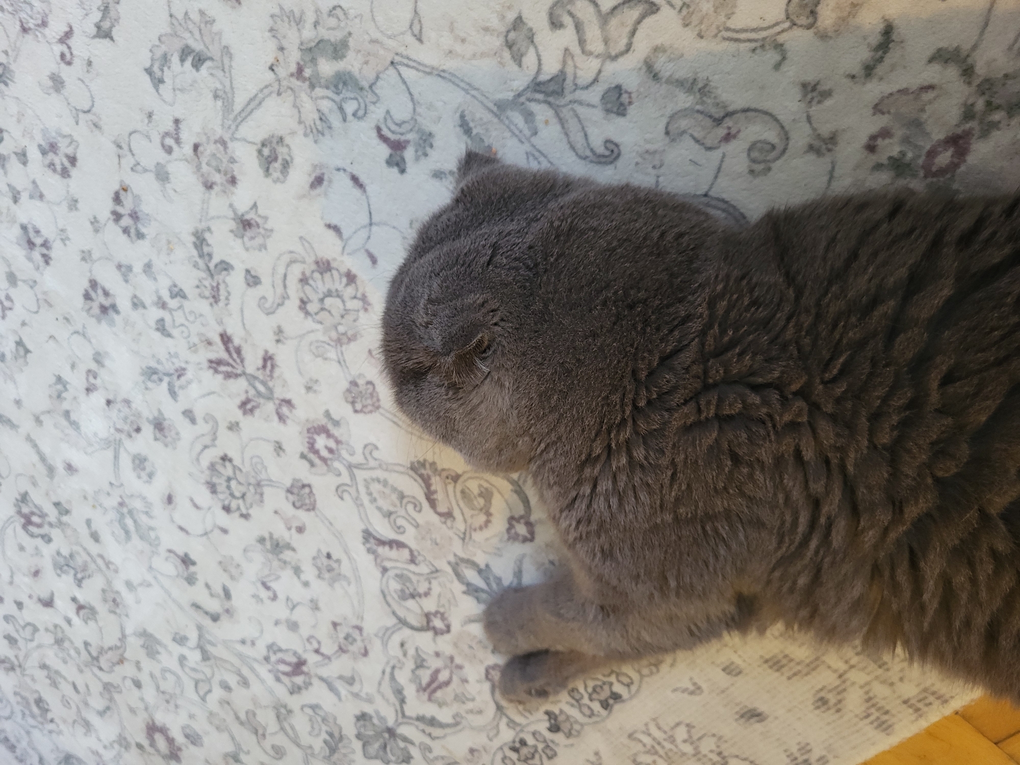A gray cat lies on a rug with a floral pattern. The cat is on its side, with its head turned away from the camera. Its fur is fluffy and dark gray. The rug is light-colored with a pattern of purple and gray flowers and vines. The cat's paws are visible, and one paw is extended. The scene is indoors, with a wooden floor visible at the bottom of the image.
