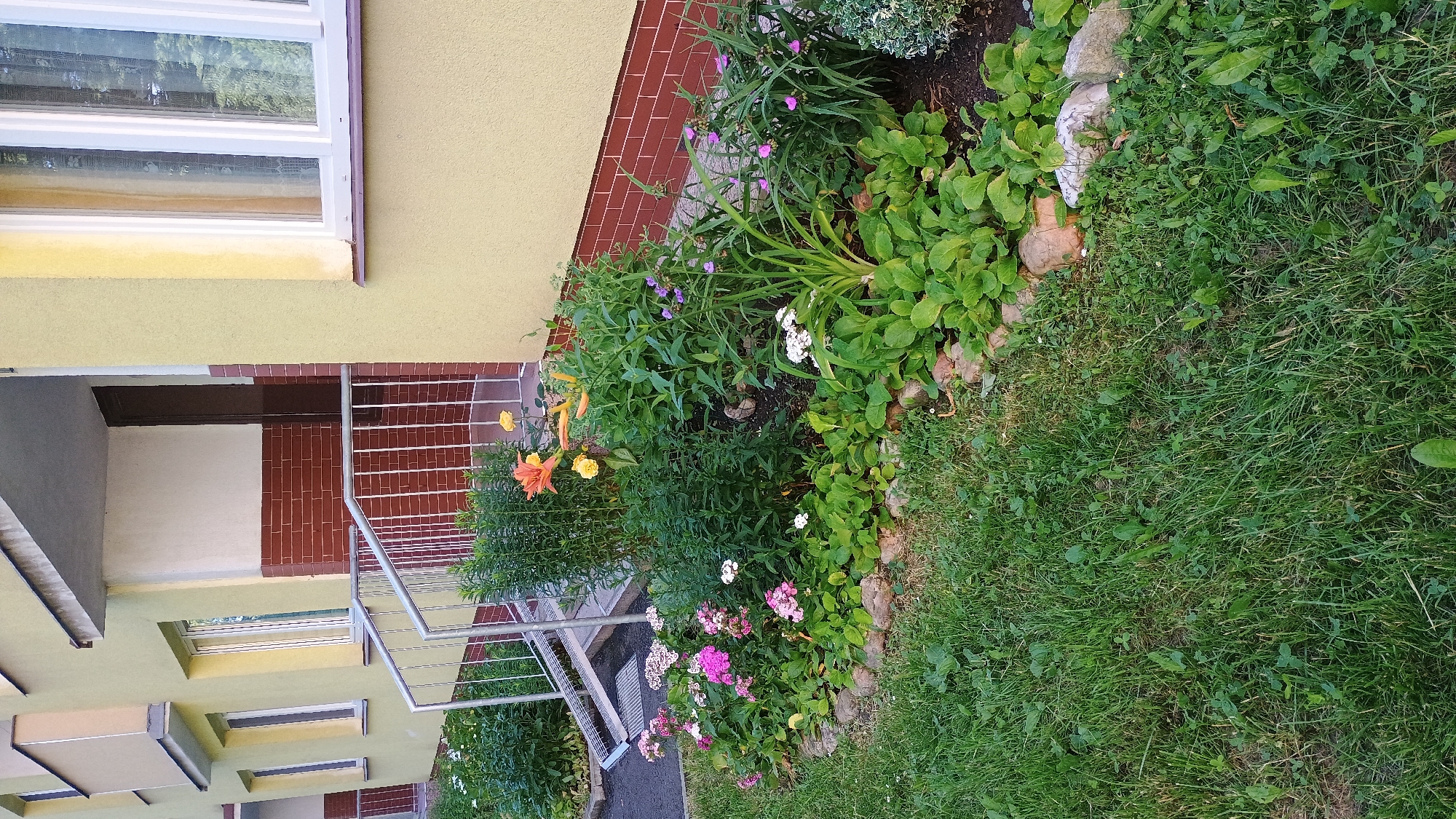 In Sokolov, Czechia, a well-maintained flower bed borders a building with a yellow facade and a reddish-brown brick base. A silver metal railing with vertical bars leads up to an entrance with a dark brown door. The flower bed contains a variety of plants, including pink and white flowers, tall green stalks, and broad-leafed plants. The foreground is covered in lush green grass, interspersed with smaller weeds and clover. The scene appears to be a residential area, possibly an apartment building, with a focus on the exterior landscaping.