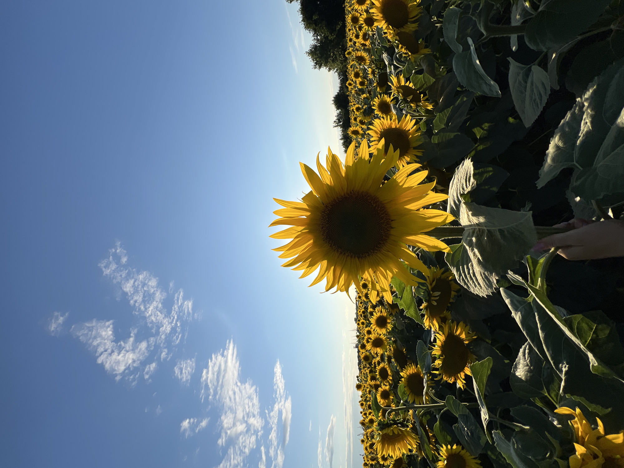 A close-up, eye-level vertical shot captures a field of sunflowers under a clear blue sky. The foreground features a large sunflower, its yellow petals illuminated by sunlight, with a hint of a hand reaching towards it from the bottom right. The midground and background are filled with an expanse of smaller sunflowers, creating a dense tapestry of yellow and green. Wisps of white clouds are scattered across the upper portion of the sky, adding texture to the scene. The overall impression is one of natural beauty, with the focus on the vibrant sunflowers and the expansive sky. This image is located in the city of Ostriv, Ukraine.