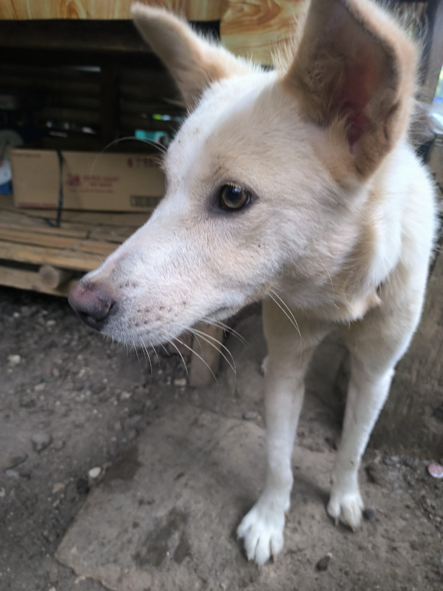 A medium shot focuses on a white and tan-colored dog, positioned slightly off-center, with its head turned to the left. The dog's ears are erect, and it gazes forward with attentive eyes. Its front legs are visible, planted on a gray, uneven concrete surface. In the background, there's a wooden structure, possibly part of a house or shed, and a cardboard box resting on a bamboo platform. The location appears to be an outdoor area. The scene is captured in daylight.