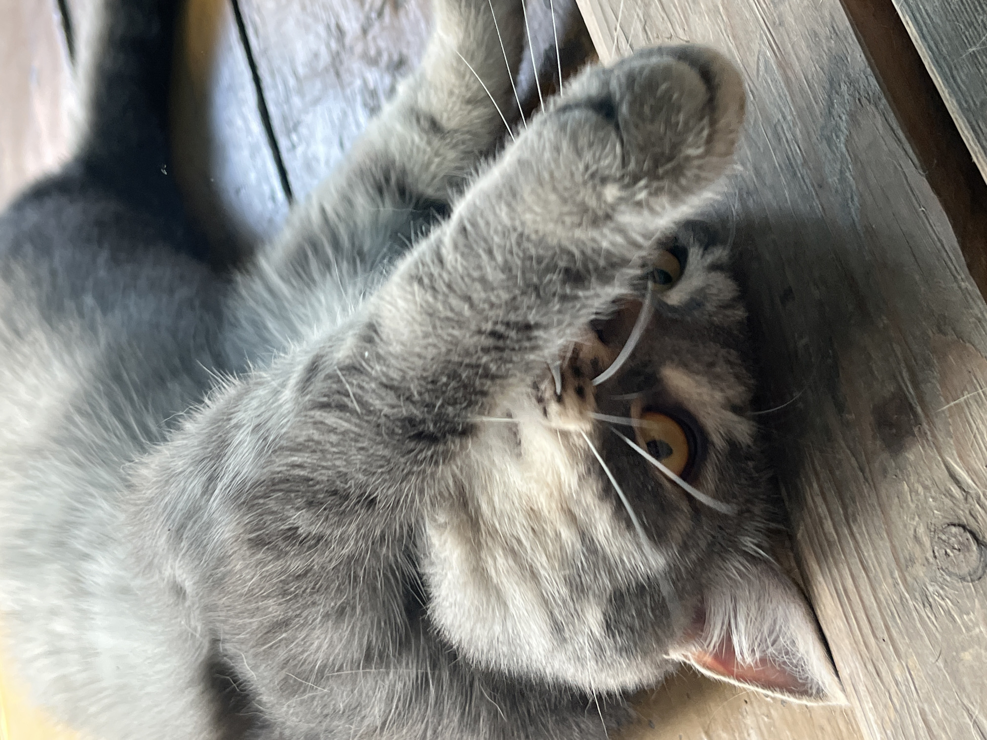 A gray tabby cat is lying on its back on a wooden surface, possibly a deck or flooring. The cat has yellow eyes, white whiskers, and is holding one paw up near its face. The wooden surface has visible grain and appears to be slightly weathered. The location is not identifiable in the image.