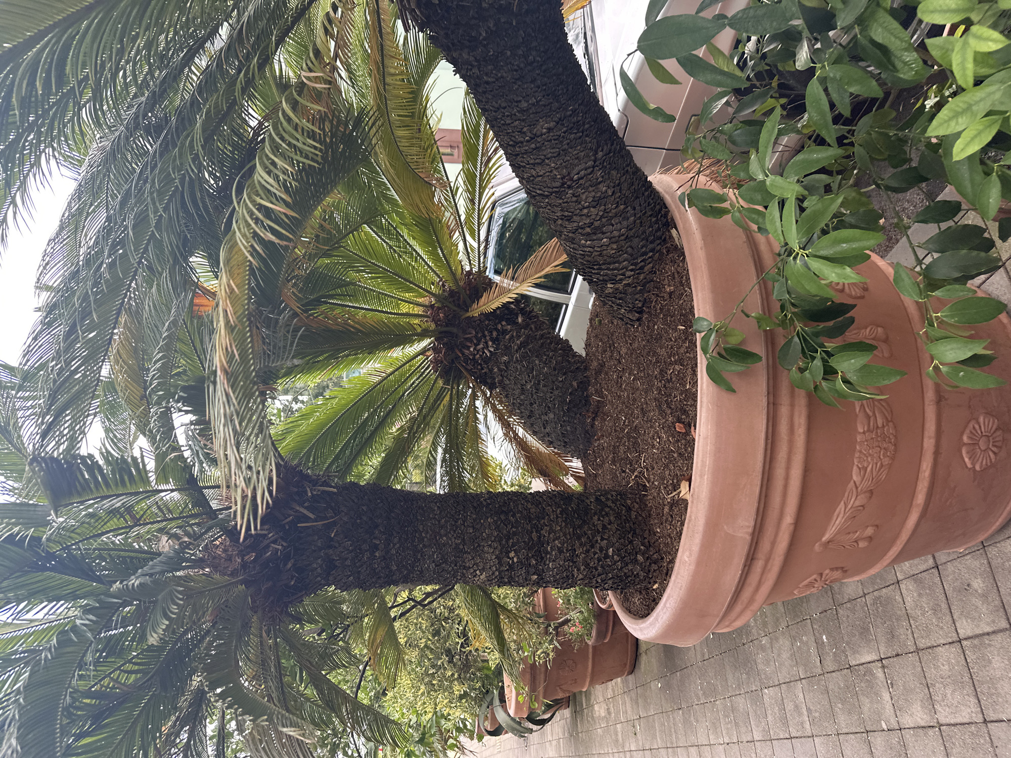 In Sochi, Russia, two sago palm trees are prominently featured, potted in a large, terracotta-colored planter. The planter has decorative embossed patterns and rests on a paved walkway. The trees are substantial, with thick, textured trunks and a dense canopy of fronds. One tree is positioned upright, while the other leans significantly to the right, its trunk extending diagonally. In the background, a white car is visible, partially obscured by the palm fronds and the planter. Other smaller potted plants and vegetation are present along the walkway to the left of the main planter. The sky above is overcast, suggesting a cloudy day. The overall scene depicts an outdoor arrangement of large potted plants, likely in a garden or public space within Sochi.