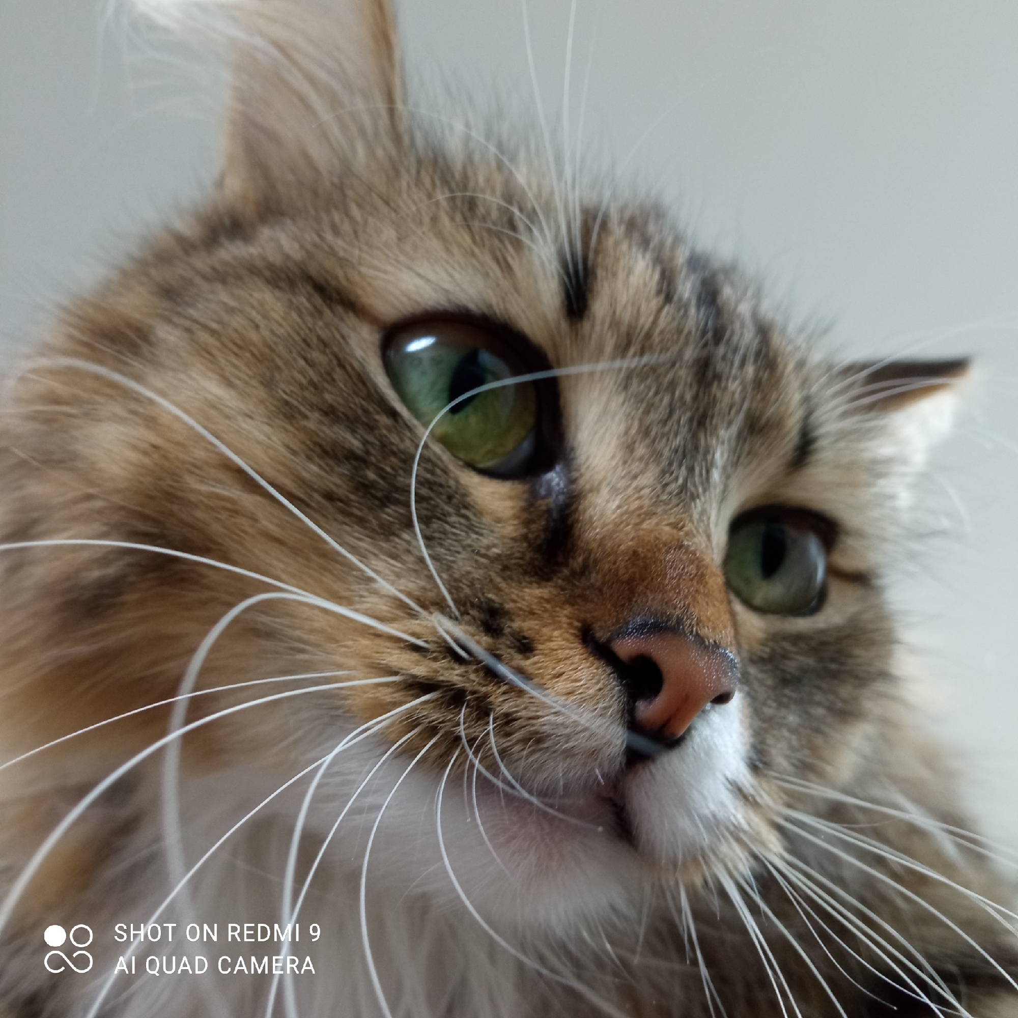 A close-up photograph captures the head and upper body of a brown tabby cat with long fur and green eyes. The cat is positioned at a slight angle, looking upwards and to the right. Its whiskers are prominently displayed. A faint watermark indicating the image was "SHOT ON REDMI 9 AI QUAD CAMERA" appears in the lower left corner. The background is a blurred off-white or light gray. There is no evidence indicating the picture location in Chaikovsky, Russia.