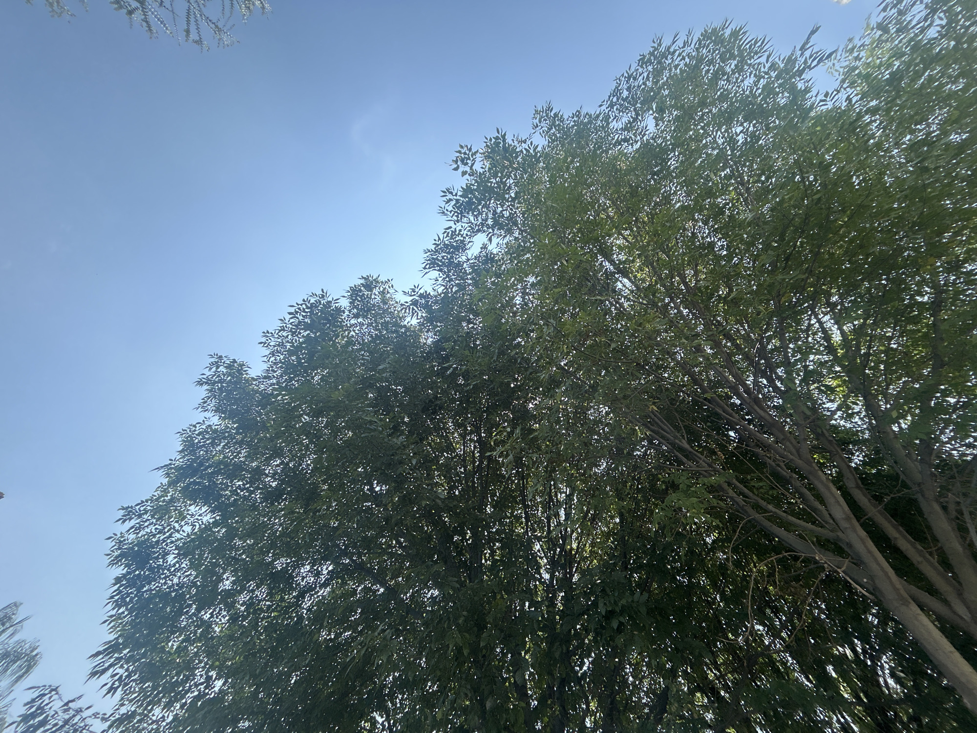 The image shows a view looking up at trees against a clear, blue sky. The trees are full of green leaves, obscuring some of the sky. The scene appears to be outdoors, likely in a park or residential area. The location is Barrio de Nuevo León, Mexico, but no specific details in the image definitively confirm this. There are no people visible, and the focus is solely on the natural environment.