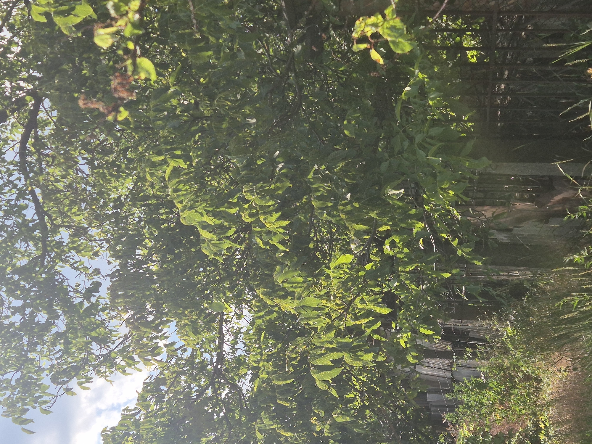 This media file depicts an outdoor scene dominated by lush green foliage, likely trees and bushes, with a clear blue sky visible through the leaves in some areas. Sunlight filters through the branches, creating dappled light and highlighting the vibrant green of the leaves. To the right side of the frame, a rustic, weathered fence can be seen, constructed from what appears to be old wooden planks or possibly corrugated metal panels. The fence is partially obscured by the surrounding vegetation, suggesting a natural or overgrown setting.
The scene appears to be a snapshot of nature, possibly a garden, park, or a rural area. The lighting suggests it is daytime, with the sun high in the sky. There are no people or specific objects that are the main focus, the emphasis is on the natural environment. The overall impression is one of natural growth and a somewhat untamed landscape. The specific location context provided is Sozonivka, Ukraine. There is no visible text in the image.