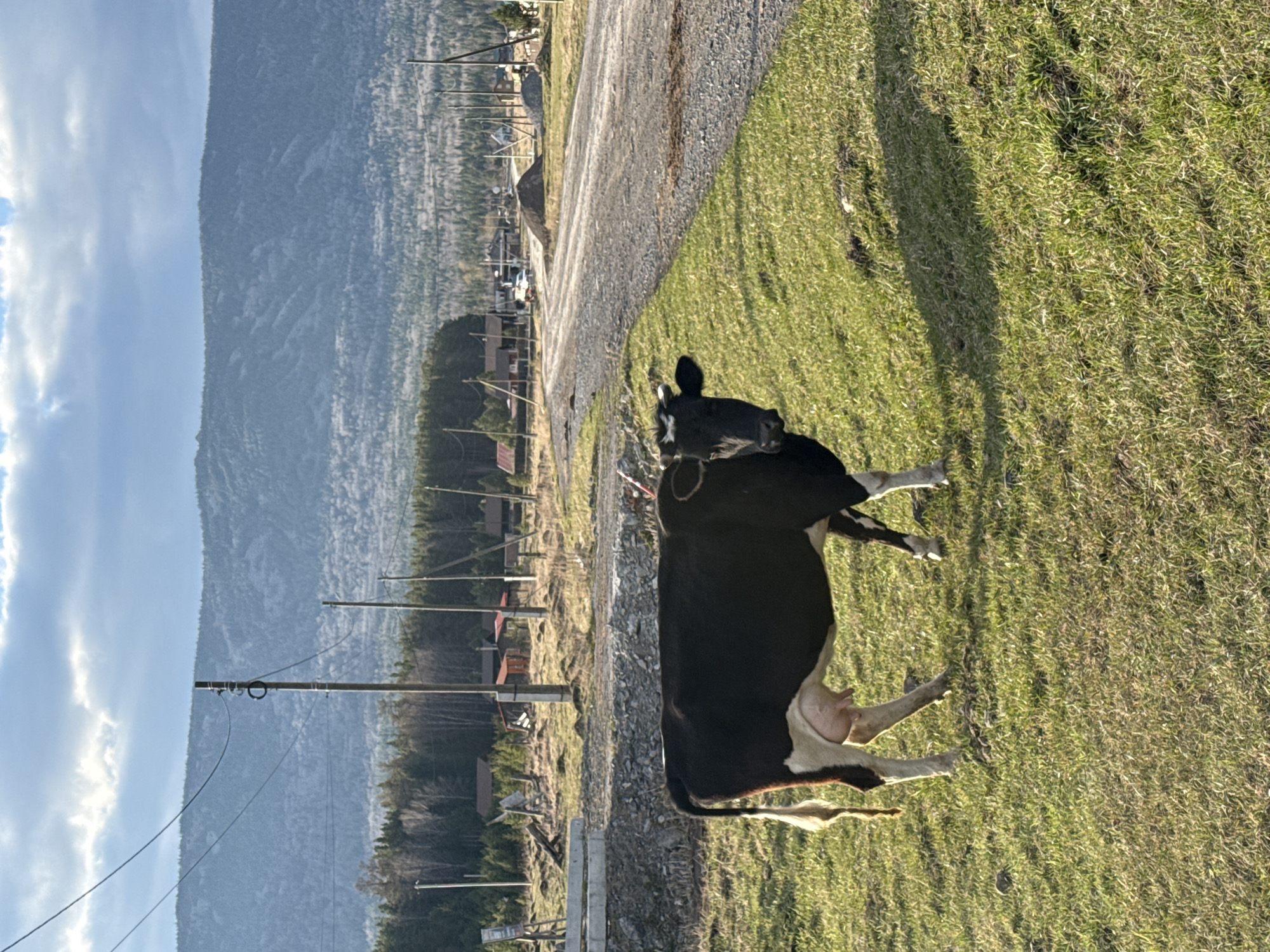 This image, rotated 90 degrees clockwise, depicts a rural scene in what appears to be Tyulyuk, Russia. In the foreground, a black and white cow stands on green grass on the right side of the frame. The cow has distinct white markings on its face, legs, and udder. Long shadows stretch across the grass, indicating a low sun angle, suggesting either early morning or late afternoon.
A gravel road cuts diagonally through the midground, separating the immediate grassy area from a more developed but still rustic section. Along the left side of this road, several utility poles with wires are visible, interspersed with what look like small, scattered buildings or houses. The landscape behind these structures appears rugged, possibly forested.
The background is dominated by a vast mountain range, stretching across the entire width of the scene. The mountains are shades of grey and blue, suggesting distance and a rocky, possibly tree-covered, terrain. Above the mountains, the sky is partly cloudy, with bright white clouds against a clear blue expanse on the left. The overall lighting is bright and sunny. No discernible text is visible in the image.