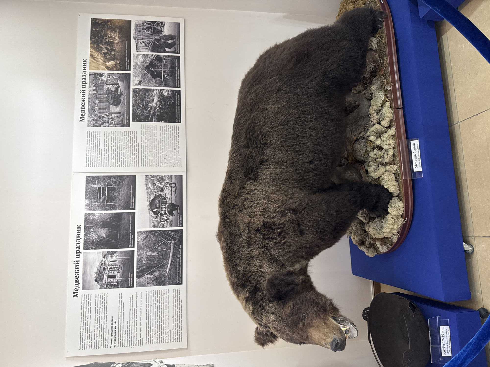 The image shows a museum exhibit featuring a taxidermied brown bear positioned on a display base made of moss and driftwood. The bear is depicted in a lifelike stance, with its mouth open. Behind the bear, a large display board contains several black and white historical photographs and text in Russian related to "Медвежий праздник" (Bear Festival). The photographs depict scenes of traditional bear hunting, rituals, and community gatherings, with some images dated to the early 20th century. To the left of the bear display, a black cauldron is shown on a blue pedestal, with a small label below it. The overall setting appears to be an indoor museum. The text on the display board, when deciphered from the cropped images, mentions the city of Poronaysk, Russia. The label under the cauldron reads "Котёл 17-19 вв. Донское, 4. Учальский р-н. Авторы: Е.И. Воскунов, 1994 г." which translates to "Cauldron 17-19 centuries. Donskoye, 4. Uchalinsky district. Authors: E.I. Voskunov, 1994." The label under the bear reads "Медведь бурый. Авторы: Е.В. Костылев, 2007 г." which translates to "Brown bear. Authors: E.V. Kostylev, 2007." The context suggests this is an exhibit within a museum in Poronaysk, Russia, focusing on local cultural heritage and traditions, specifically related to bear festivals and artifacts.
