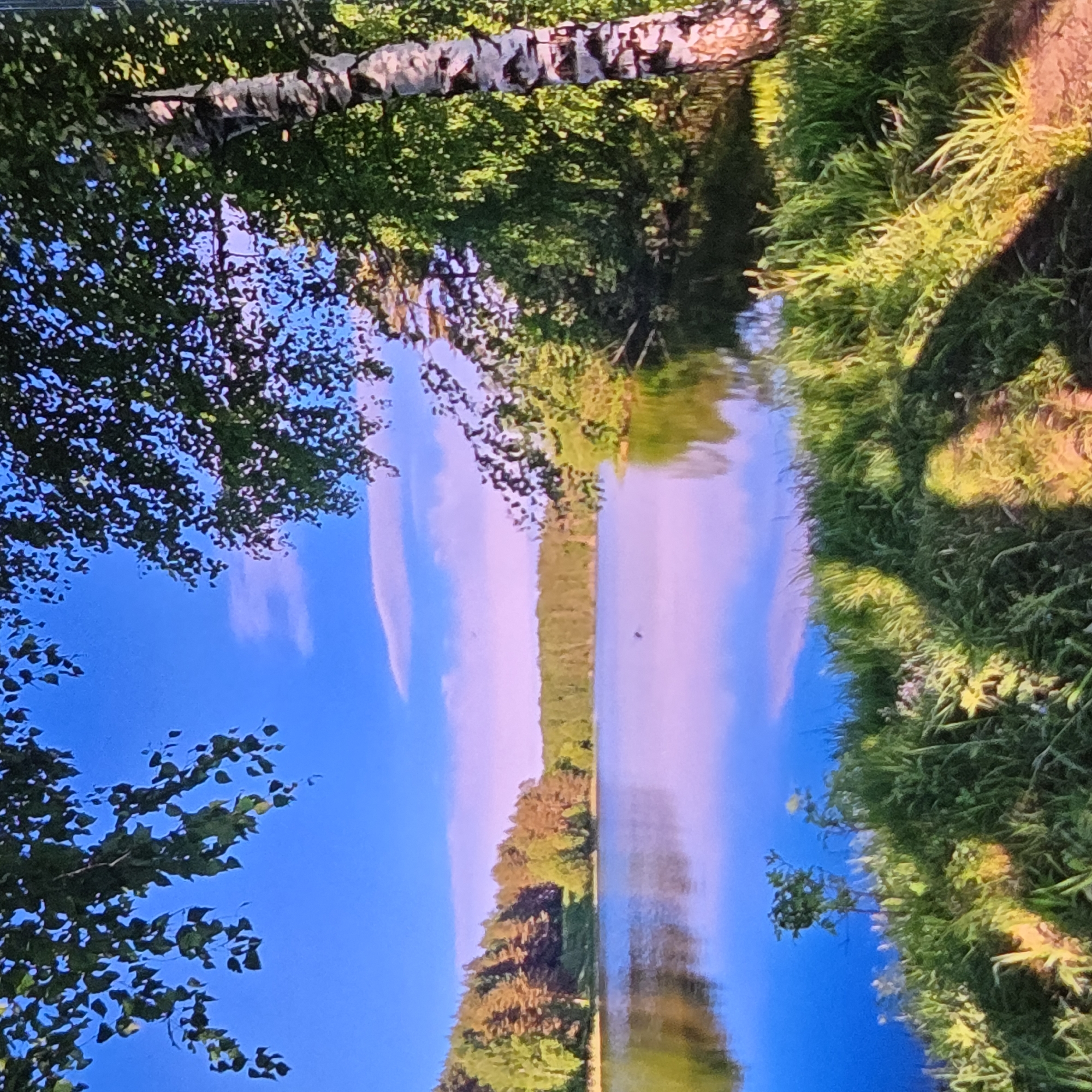 This image depicts a serene natural landscape beside a body of water. The foreground is characterized by lush green grass and vegetation, with dappled sunlight creating shadows on the ground. In the mid-ground, a calm lake reflects the vibrant blue sky and the surrounding trees, displaying hues of purple and pink, suggesting a time of day near sunset or sunrise. The background features a dense forest lining the opposite shore of the lake, with a variety of trees, some coniferous and others deciduous, showcasing shades of green and brown. The sky is a clear, bright blue, with a few wispy clouds. A prominent birch tree with its distinctive white and black bark stands on the right side of the frame, its branches extending towards the sky and partially obscuring the foliage. The overall impression is one of tranquility and natural beauty. This scene is not specifically identifiable as being within the city of Vladimir, Russia, or any particular city. It is a general natural landscape.