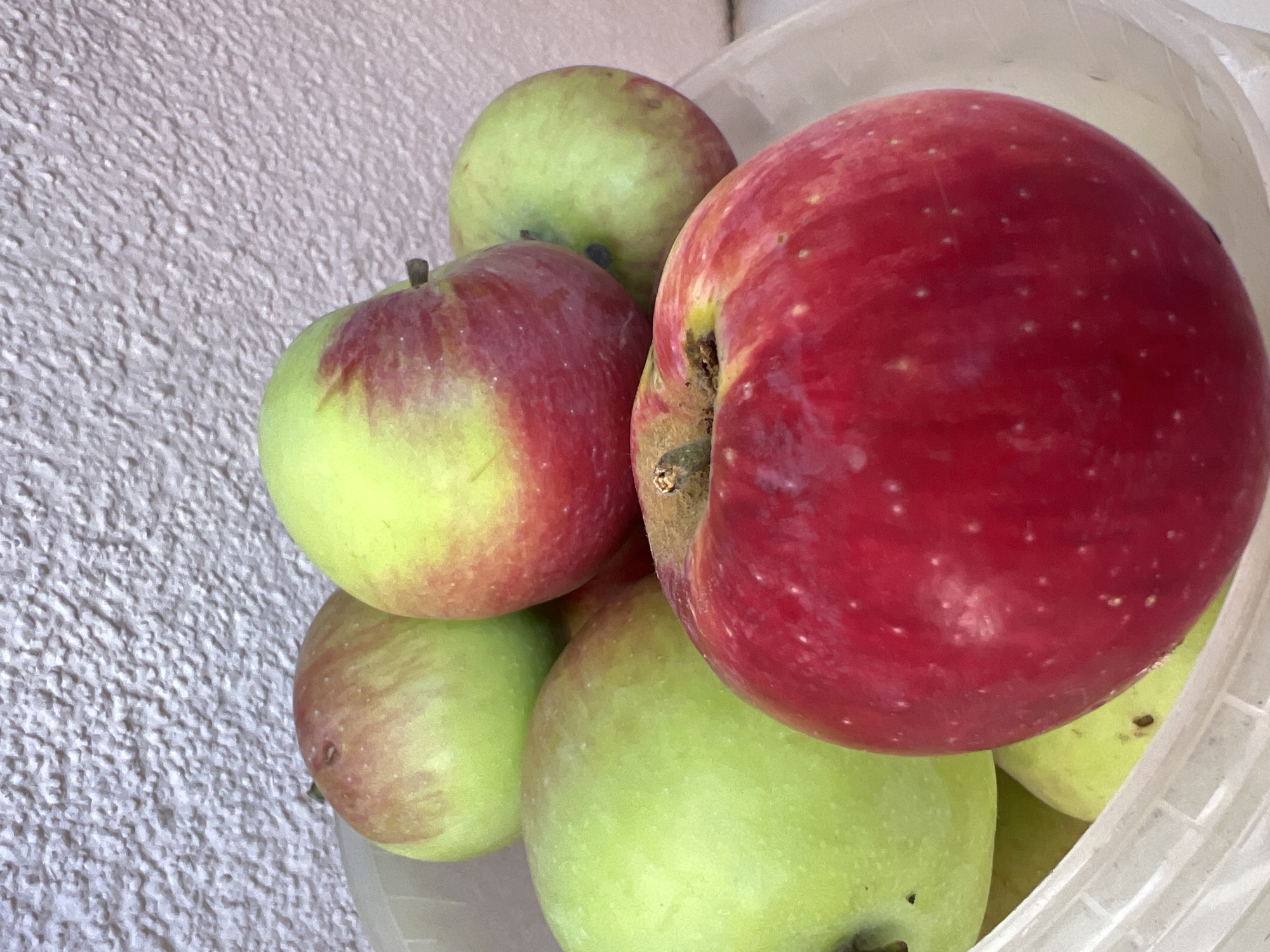 The image is a close-up, eye-level shot of a collection of apples in a light-colored, translucent container, possibly a bucket or bowl. The apples are a mix of red and green, with some exhibiting streaks of both colors. The background is a textured, light-colored wall, likely an interior surface. No specific location in Tolyatti, Russia, can be determined from the image.