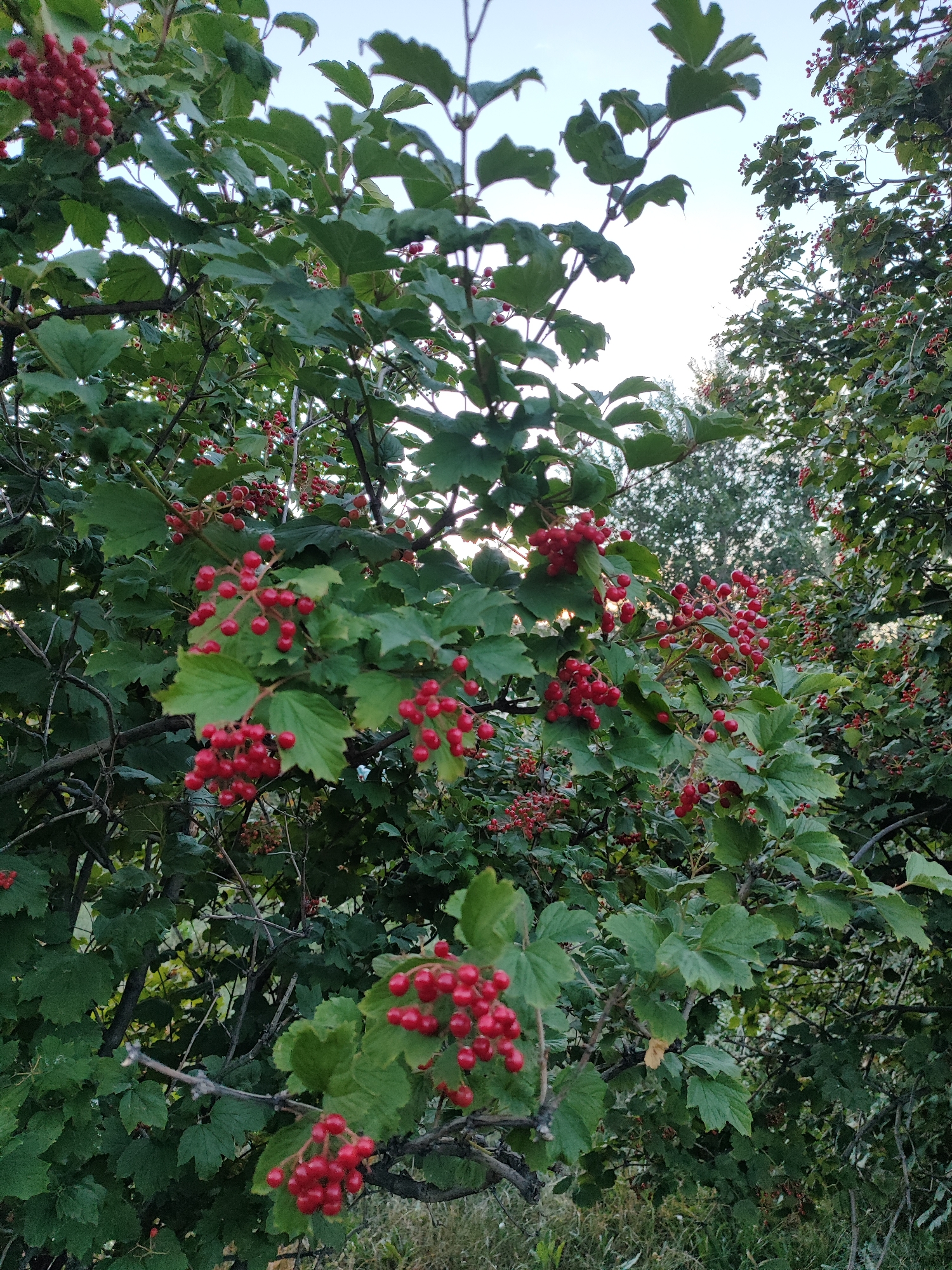 The image depicts a close-up view of a viburnum bush laden with clusters of bright red berries. The berries are small, round, and appear to be ripe. They are distributed across numerous branches, interspersed with dark green, lobed leaves. The foliage is dense, creating a lush backdrop for the vibrant fruit. In the background, other trees and foliage are visible, some with less distinct red berries. The sky is a pale, overcast blue, suggesting it might be early morning or late afternoon. The scene appears to be outdoors, possibly in a park, garden, or natural setting. There are no people or animals visible in the image. The overall impression is one of natural abundance and the colorful display of fruit during its season. The location in the city of Pavlodar, Kazakhstan, is not directly discernible from the image itself, as there are no specific landmarks or environmental indicators that point to this particular city.
