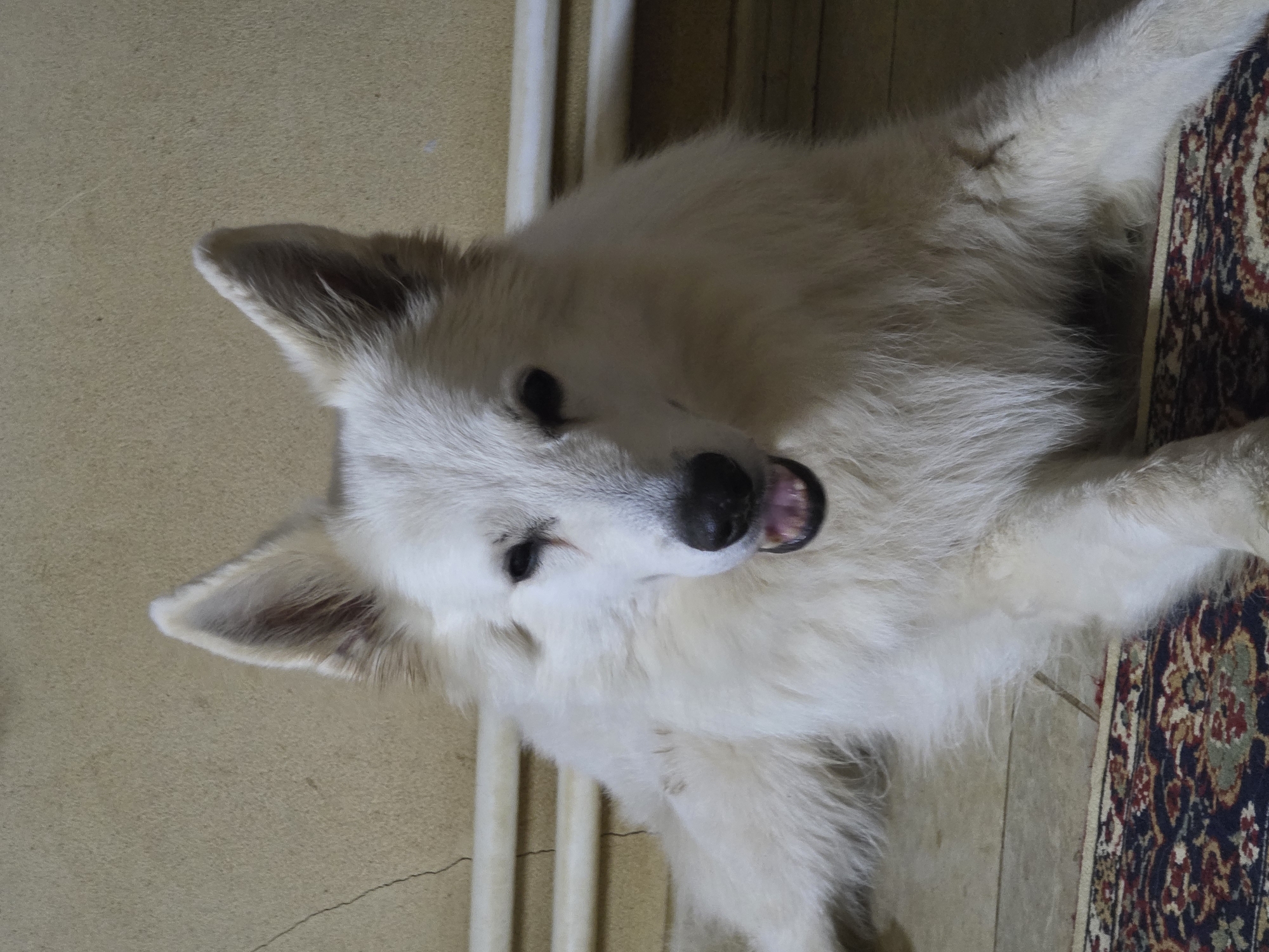 A medium shot captures a fluffy white dog lying down, facing the camera directly. The dog has erect ears, dark eyes, and its mouth is slightly open, revealing its tongue. The background is a textured, light-colored wall with horizontal white pipes running across it. The floor is covered with a rug that has a dark background with a red, green, and cream-colored patterned design, and also appears to be tiled. The overall lighting suggests an indoor setting, possibly a home. The dog's fur is dense and appears clean. No people are visible in the frame. The location is not specified within the city of Речицы, Russia.