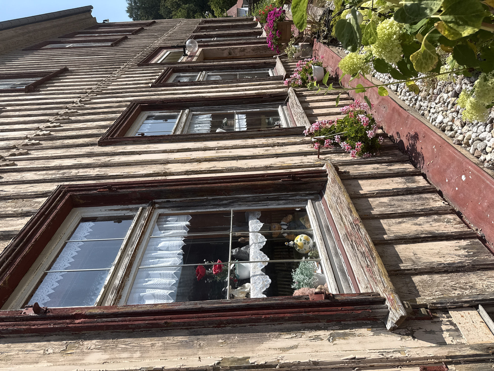 This image captures the side of a weathered, wooden building in Walkenried, Germany. The building's exterior is clad in vertical, light-colored planks with prominent signs of age, including peeling paint. Darker red trim frames several windows, each adorned with delicate white lace curtains. The windows reveal decorative items placed on shelves, such as ceramic figurines, a teddy bear, and potted plants. Below the windows, a red-painted ledge runs the length of the building, and beyond that, a rocky ground is visible, interspersed with various potted flowering plants in shades of pink and pale green. The sky above is clear and blue.
