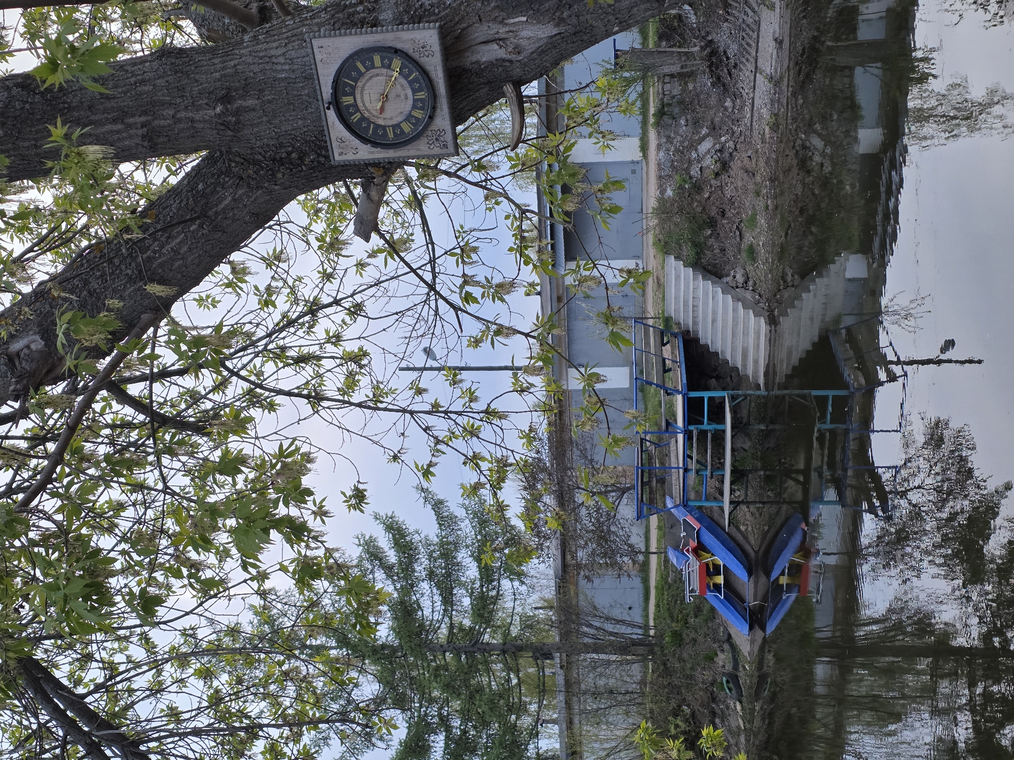 The image presents a riverside scene in what appears to be Chaikovsky, Russia. Dominating the view is a large tree on the left, with a decorative clock affixed to its trunk. The tree's branches extend across the upper portion of the image, partially obscuring the sky.
To the right of the tree, a set of concrete stairs leads down to a landing platform with blue railings. Below the platform are two watercraft, seemingly pedal boats, with blue hulls and red and yellow pedal mechanisms.
The stairs and platform are reflected in the water, suggesting a calm or slowly moving river. The surrounding environment includes vegetation and, further in the background, structures that could be garages or sheds. The overall impression is of a recreational area adjacent to the water.