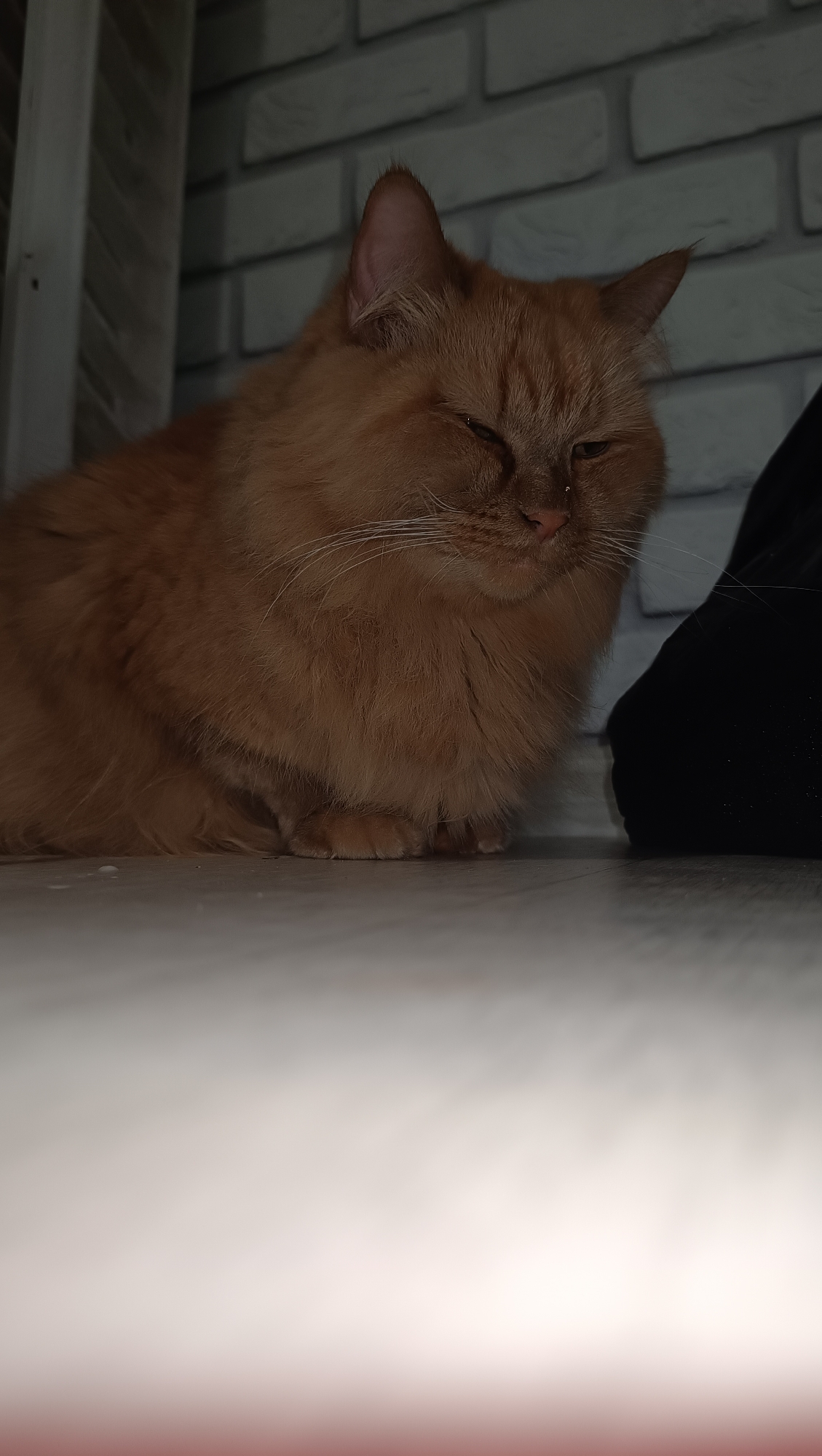 A fluffy, orange cat is lying down on a light-colored floor. The cat is facing to the right with its eyes partially closed. A dark, fuzzy object is positioned to the right of the cat. In the background, there is a white brick wall. The scene appears to be indoors, possibly in a residential setting. No specific location in Chaikovsky, Russia, can be identified from the image.