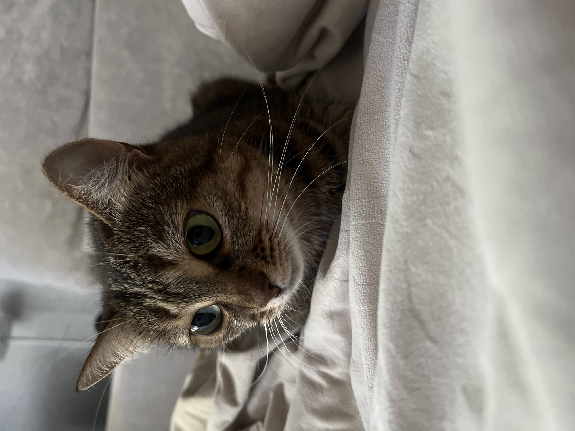 A close-up, eye-level, indoor shot shows a tabby cat with bright green eyes peering intently to the left, nestled within soft, wrinkled, light-colored bedding. The cat's fur is a mix of brown, black, and tan stripes, with prominent white whiskers fanned out across its muzzle. The background is softly blurred, revealing a textured grey surface, possibly a sofa or cushion. The lighting is dim, casting soft shadows and highlighting the cat's features. There are no people or other animals visible in the image.