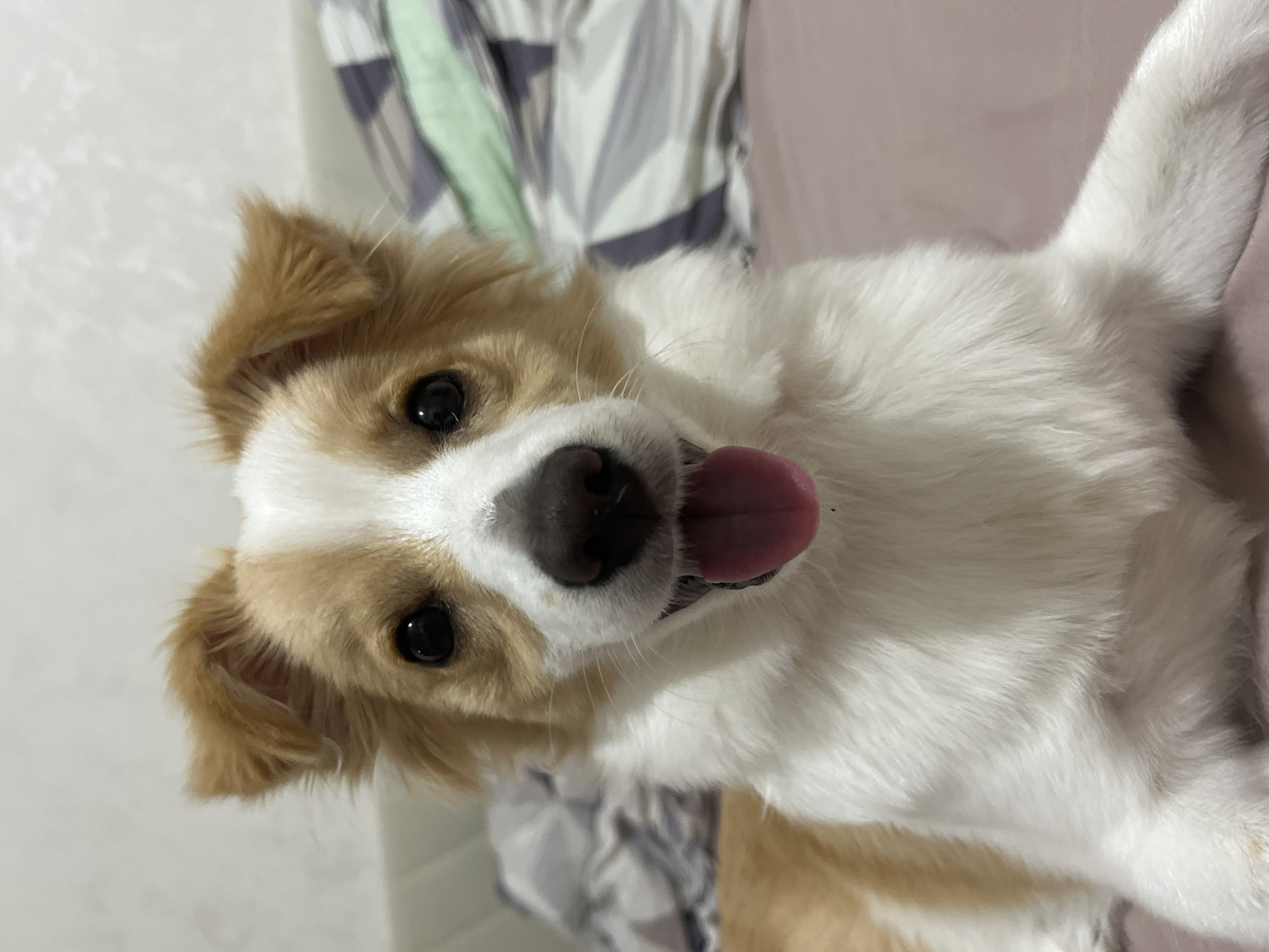 A close-up, slightly angled, head-and-shoulders shot of a medium-sized dog. The dog has a white and tan coat. The dog's tongue is sticking out. The background consists of a bed and a patterned sheet. The location is Unknown, Unknown.