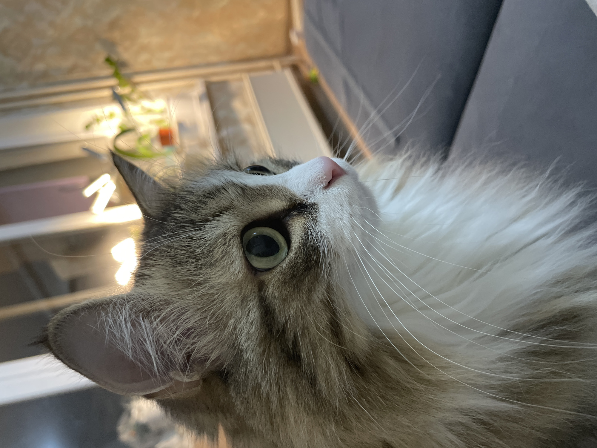 The image is a low-angle close-up shot of a cat. The cat has white and gray fur, a pink nose, green eyes, and long white whiskers. A portion of a gray upholstered couch is visible in the upper right corner of the frame. In the background, out of focus, is a plant in a clear container with an orange object visible within the container on a shelf. The shelf itself is illuminated. There is no information in the image to determine its location is in the city of Izhevsk, Russia.