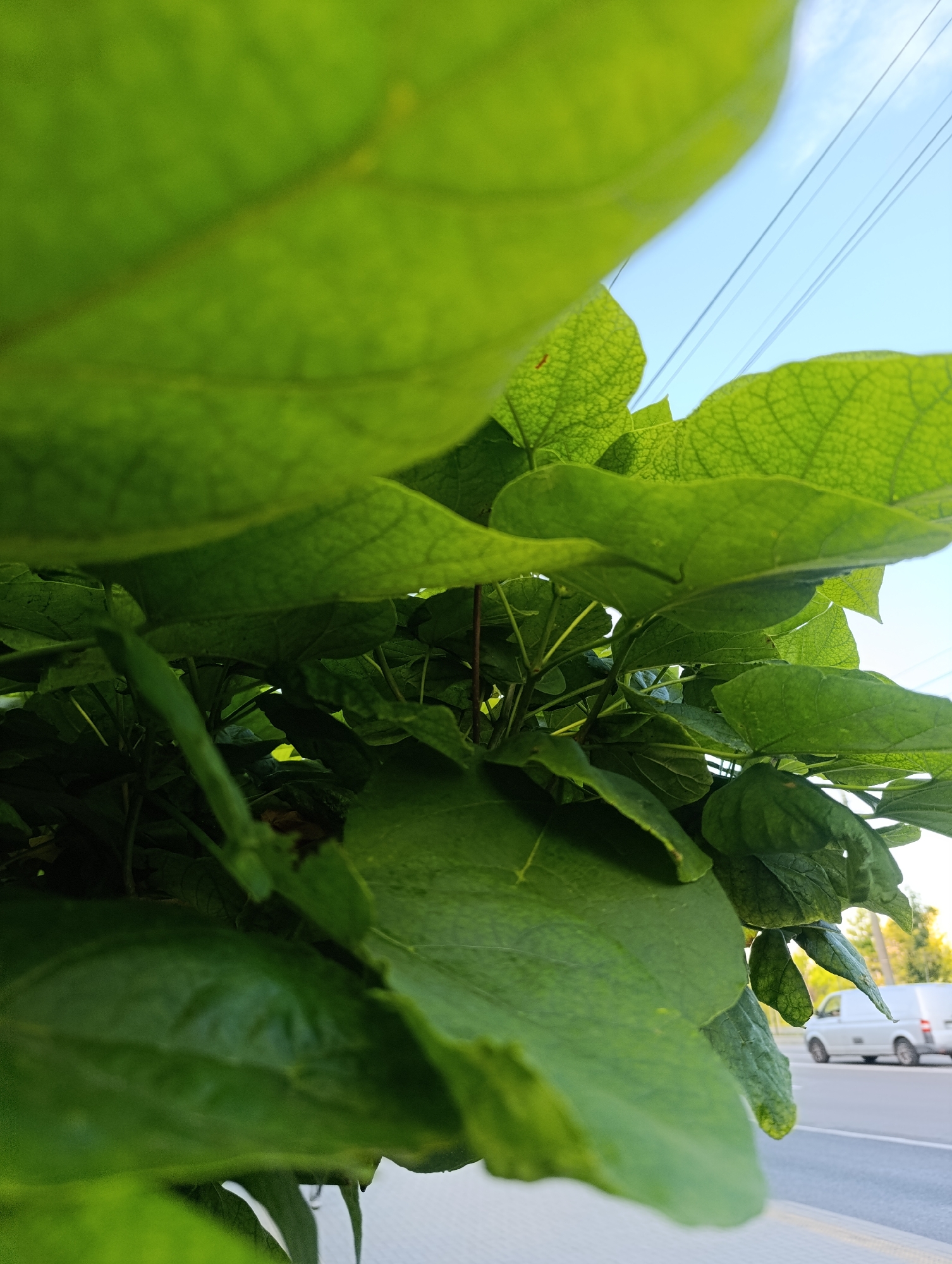 A low-angle shot looks up through dense green foliage towards a bright blue sky. Several large, veined leaves dominate the foreground, with some in sharp focus and others blurred by the depth of field. In the background, a white van drives on a paved road. Overhead, thin power lines stretch across the sky. The overall impression is one of an urban environment, viewed from beneath a canopy of leaves.