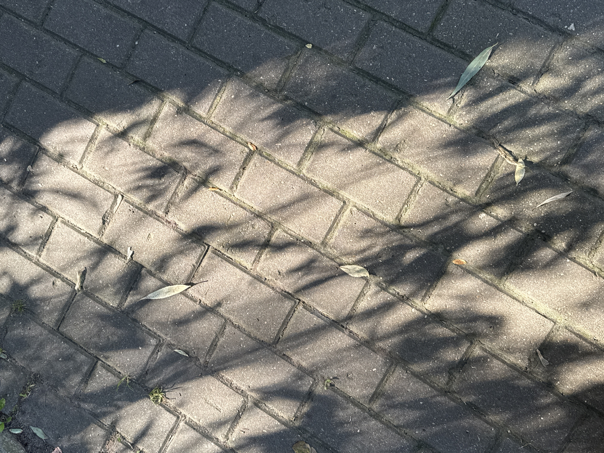 The image depicts a textured surface of grey paving stones, arranged in a staggered pattern. Sunlight casts dappled shadows of foliage across the stones, creating a play of light and dark. A few dry, slender leaves are scattered on the ground, some light brown and others green, with one particularly prominent long, narrow green leaf lying near the bottom right corner. Small tufts of green grass are visible in some of the gaps between the paving stones, suggesting an outdoor setting. The scene is devoid of any human presence or activity. The precise location in Khimki, Russia, cannot be determined from the visual information alone, but the environment suggests a pathway or courtyard in a park, garden, or residential area.