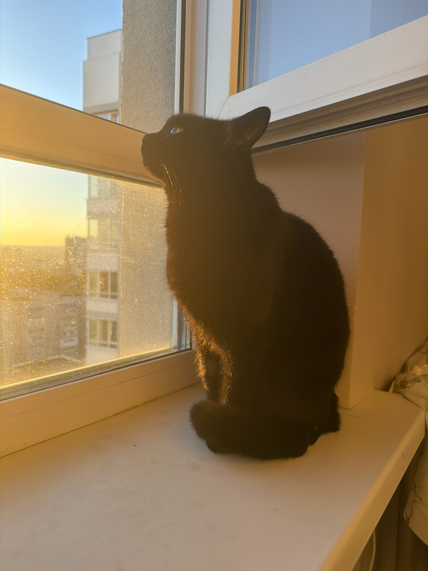 A black cat is sitting on a windowsill, looking out at a city skyline bathed in the warm glow of the setting sun. The window is slightly dusty, and the buildings outside appear to be residential apartments. The scene suggests a quiet, contemplative moment in a home located in Samara, Russia.
