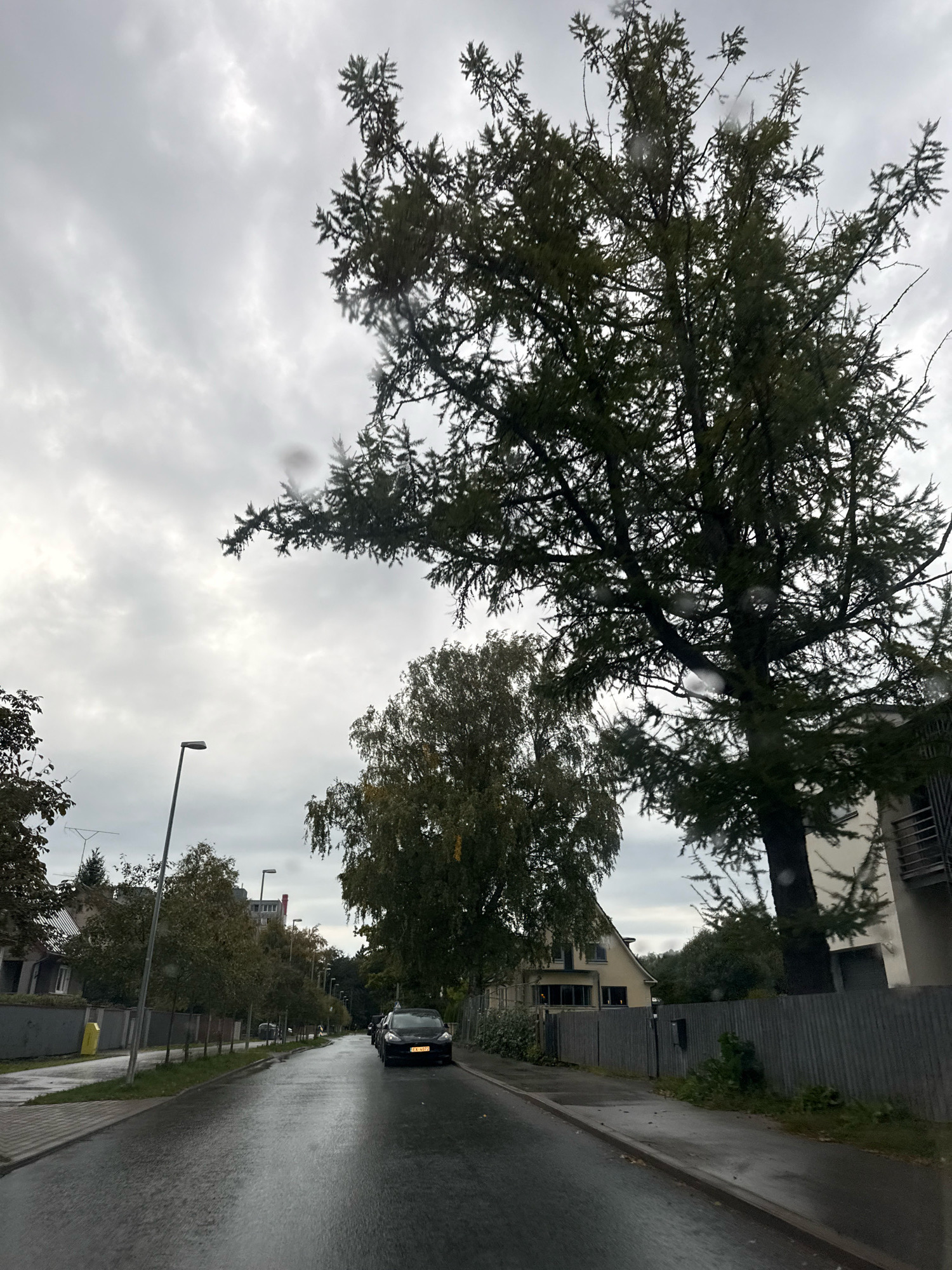 The image captures a view of a wet street in Tallinn, Estonia, on a cloudy day. The road surface is dark and reflective, indicating recent rain. On the right side of the street, a modern-looking dark-colored car is parked, and a grey corrugated fence runs alongside. Beyond the fence, a building with a light-colored facade and a balcony is visible. On the left side of the street, a sidewalk is bordered by grass and lined with streetlights and trees. Further down the street, houses and apartment buildings are visible, with more trees lining the road. A large tree with dense foliage dominates the right side of the foreground, its branches reaching towards the overcast sky. The overall atmosphere is somber and muted due to the weather conditions.