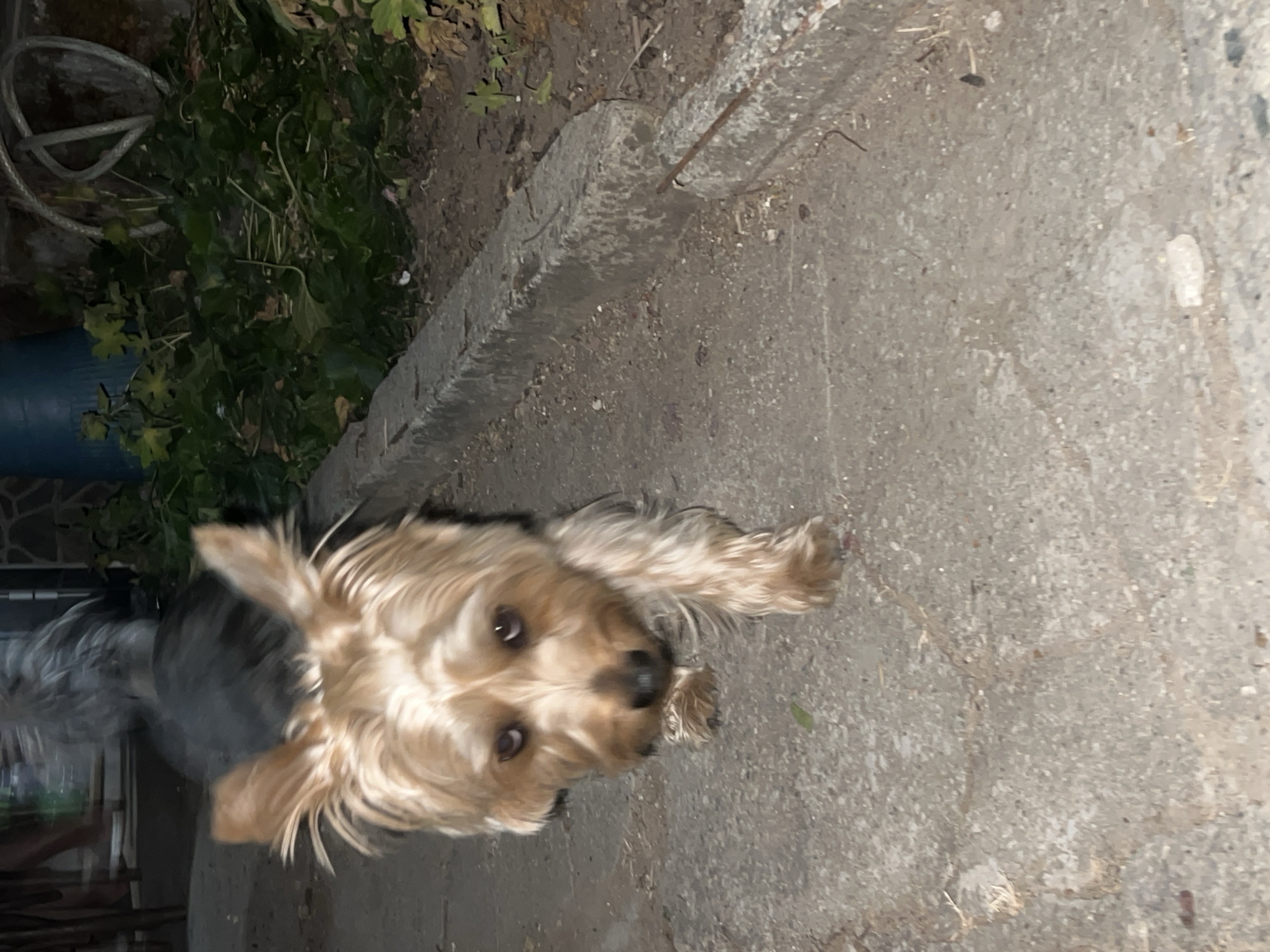 A Yorkshire Terrier, with tan and black fur, walks on a cracked concrete path. The dog is facing the camera and is in focus. Behind the dog, a garden bed with green foliage and dry leaves is visible. A coiled grey hose lies among the plants. A blue cylindrical object and a stone wall are also in the background. The scene appears to be outdoors, likely in a backyard or garden area, possibly in Akandzhievo, Bulgaria given the context. The lighting suggests it is either dusk or nighttime.