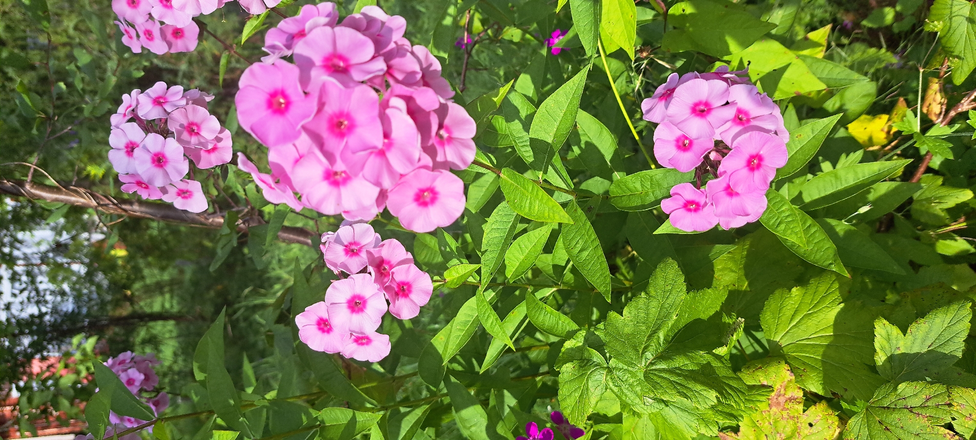 This vertical, close-up photograph captures a cluster of bright pink phlox flowers in a garden setting. The flowers, with their distinct five-petaled shape and vibrant fuchsia centers, are the primary subjects, dominating the foreground and midground. They are surrounded by lush green foliage, including the pointed leaves of the phlox and broader, lobed leaves of another plant, possibly a currant bush, which exhibits some yellowing and browning on its edges. A thin, brown stem, possibly part of the phlox plant or a nearby vine, is visible on the right side of the frame, twisting upwards. In the background, out of focus, glimpses of trees and what appears to be a reddish structure, perhaps a building or fence, suggest a residential or garden environment. The lighting indicates a sunny day, with strong highlights and shadows cast on the leaves, indicating direct sunlight. The image was taken in the city of Kholod SNT, Russia.