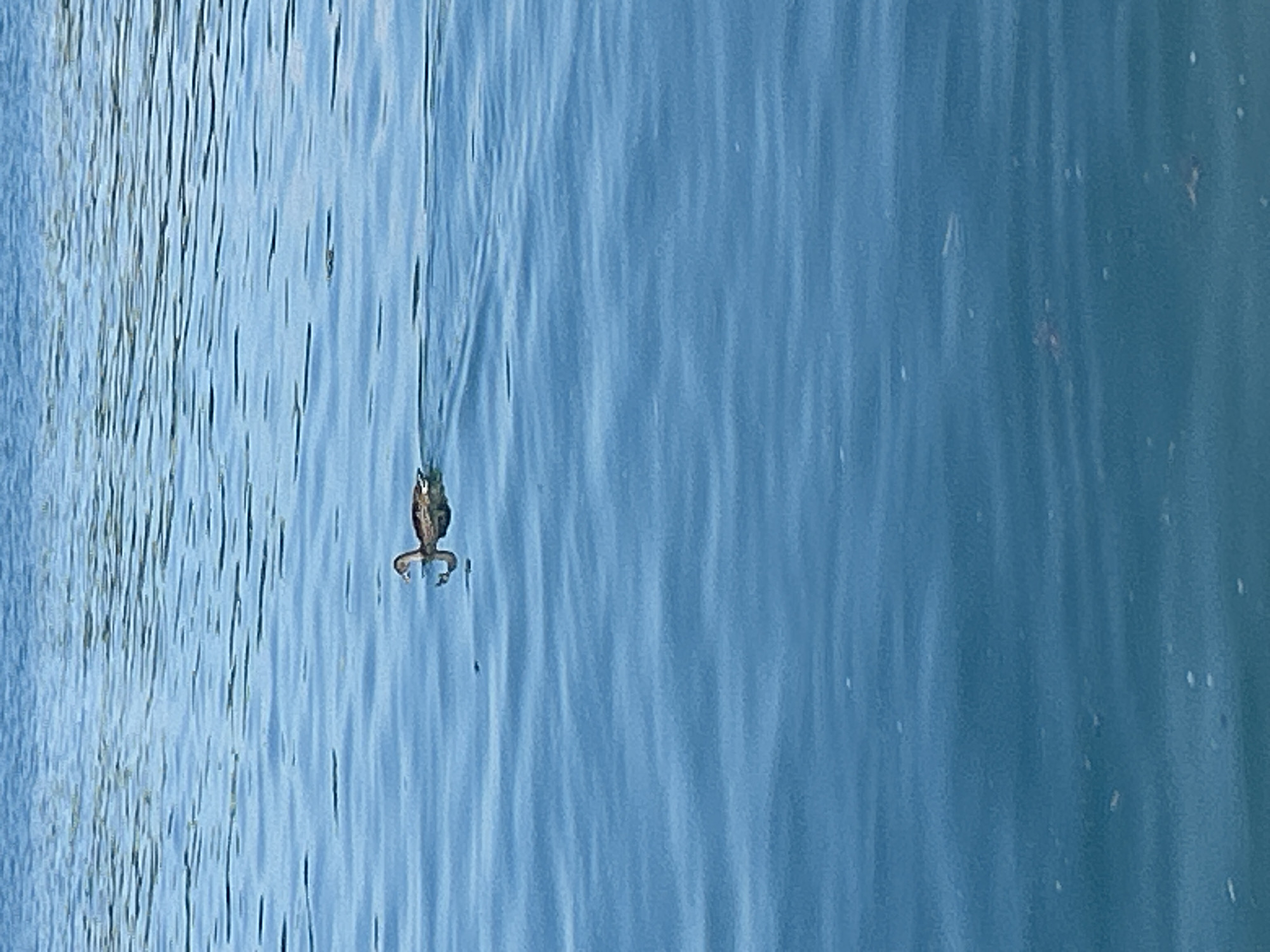 A single, small duck is swimming in the blue, rippling waters of Lake Issyk-Kul in Cholpon-Ata, Kyrgyzstan. The duck is dark brown and white with a visible reflection in the water. The environment is serene with only the duck as the focal point, surrounded by endless water and a distant horizon line.