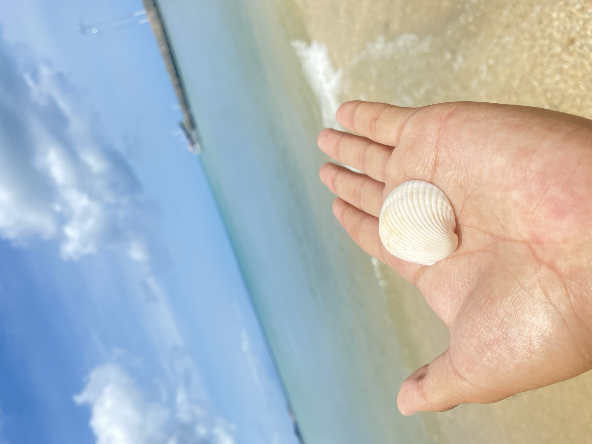 Here is a detailed description of the image:
**Setting:** The photograph appears to be taken on a beach in Juan Griego, Venezuela. This is indicated by the presence of a pier or jetty visible in the background, coupled with the sandy shoreline and sky in the background.
**Subject:** A person's hand is prominently featured, holding a small, white seashell. The hand suggests fair skin.
**Objects:**
* **Seashell:** The primary object is a white, ridged seashell resting in the palm of the hand.
* **Sand and Water:** The background consists of a sandy beach transitioning into the ocean.
* **Pier:** A structure, possibly a pier, can be seen in the distance on the left side of the image, extending into the water.
**Environment:** The environment suggests a bright, sunny day, with light reflecting off the sand and water. The sky is visible, with patches of blue and white.