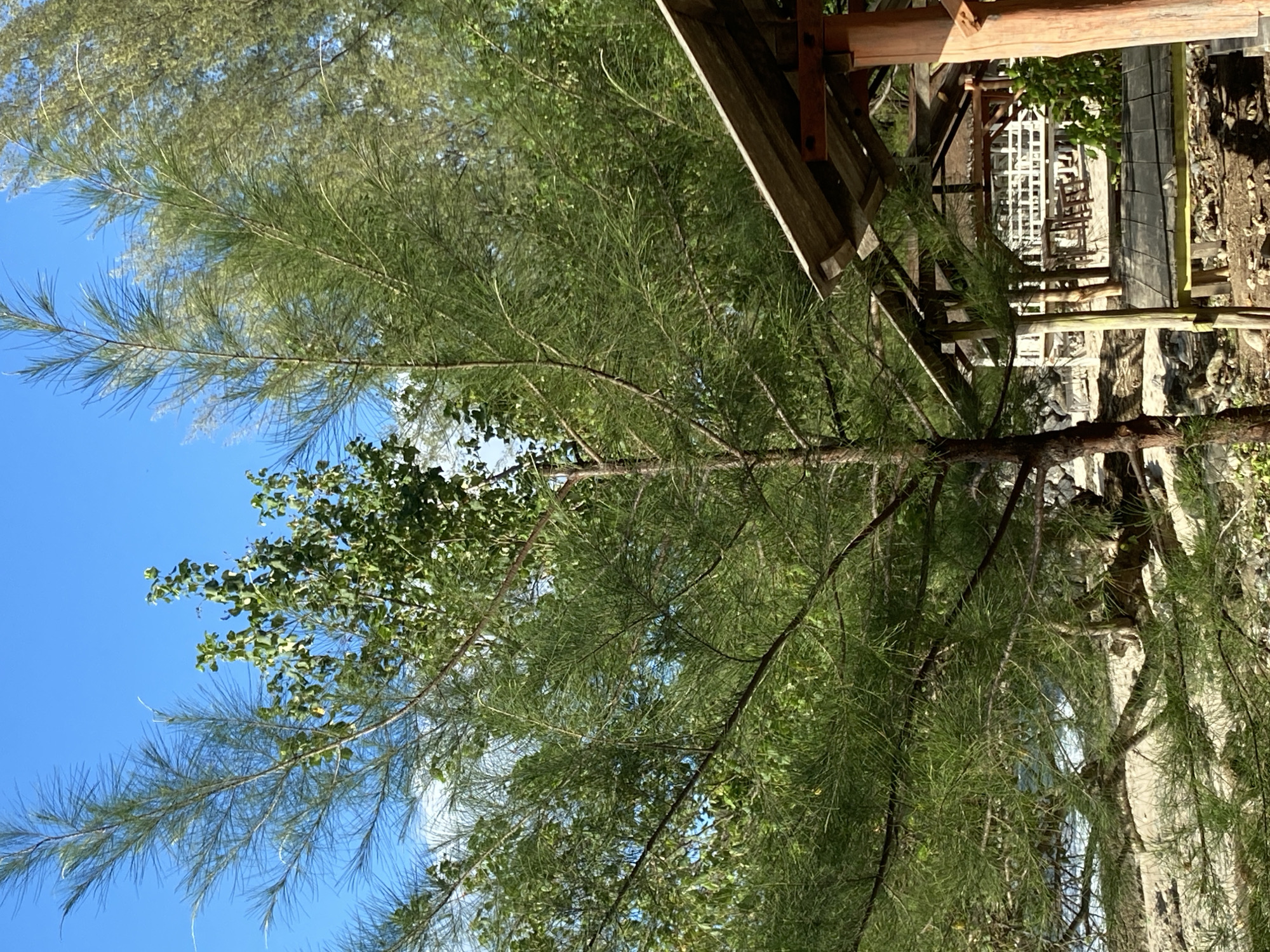 The image depicts a seaside setting, likely in Naga Umbang, Indonesia, featuring a cluster of trees with long, needle-like foliage against a bright blue sky. In the foreground, a weathered wooden structure with a sloped roof and visible support beams is present, suggesting a beachside shelter or restaurant. This structure partially obscures a view of other similar structures and tables with chairs further back, also situated on a sandy area. The ground is a mix of sand, small rocks, and some vegetation. The presence of the structures and the lush greenery indicates a developed area near the coast, possibly a tourist spot or recreational area. No people are visible in the frame.