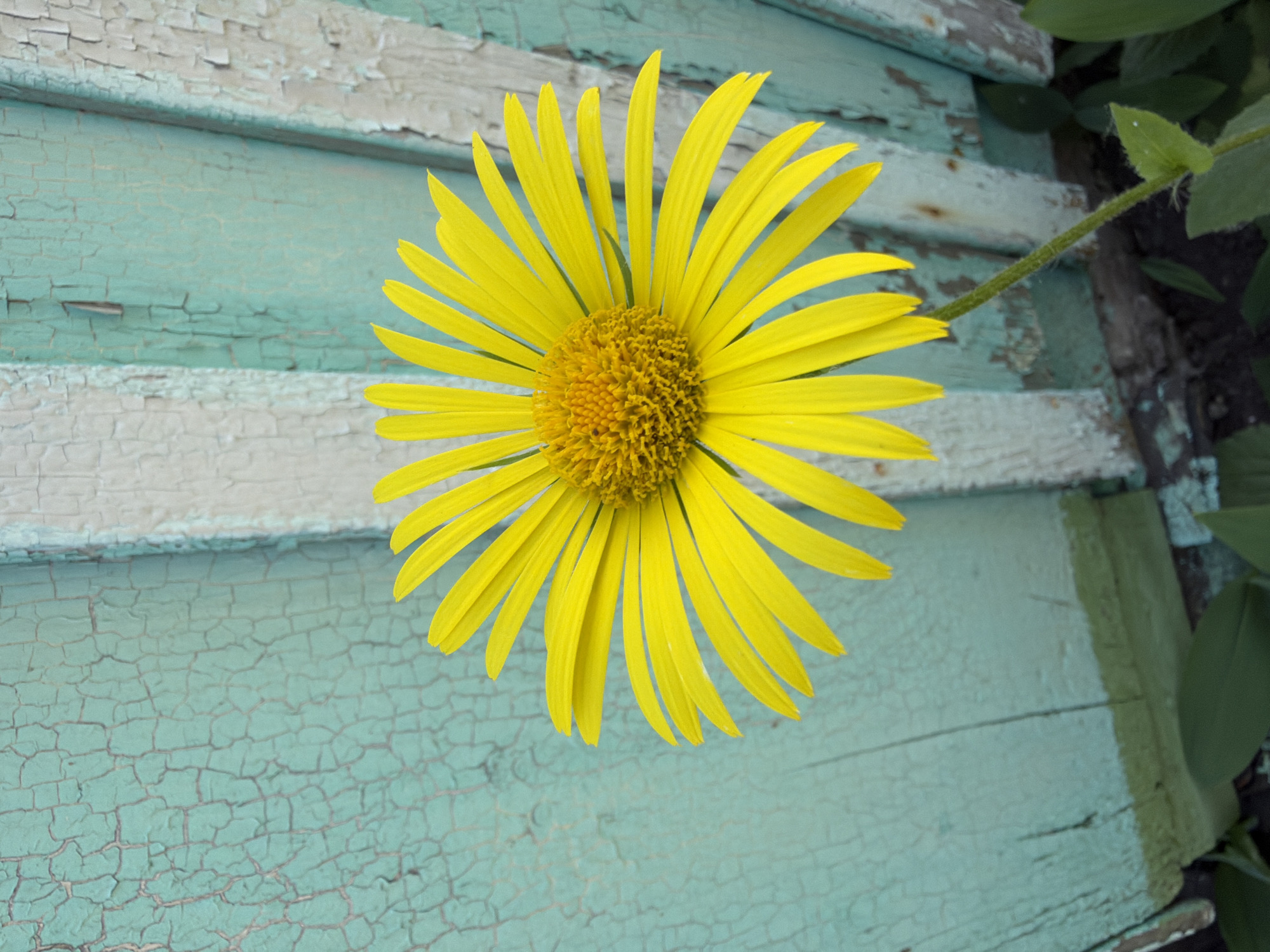 The image shows a close-up of a yellow flower with numerous petals and a darker yellow center. The flower is positioned against a weathered wooden surface painted in light blue and white, with visible cracks and peeling paint. A green stem extends from the flower towards the upper right, with green leaves visible on the side. The scene appears to be outdoors, but the specific location and city are not identifiable from the image.